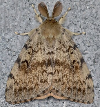 Modern Mississauga presents Ask The City - What is an LDD moth and how do I protect my trees from infestation? 