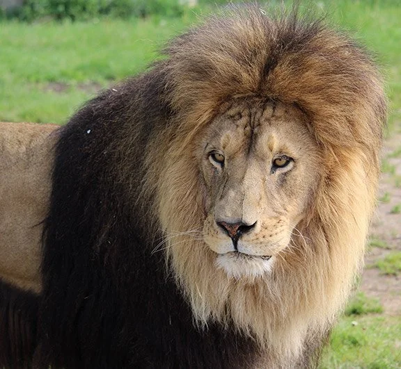 Where to experience cool Canadian safaris 