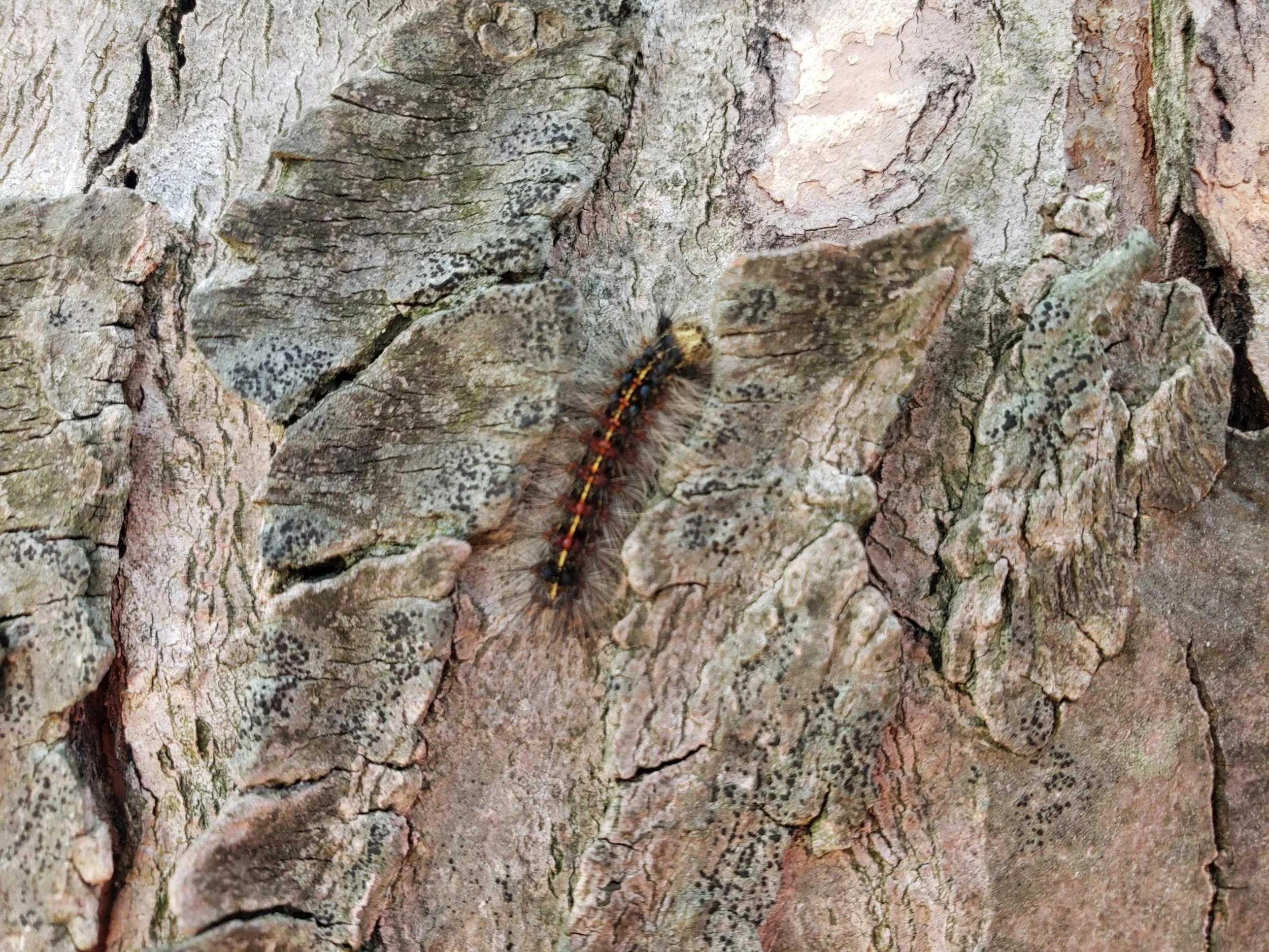 The 2022 Aerial Spray Program Begins in Mississauga