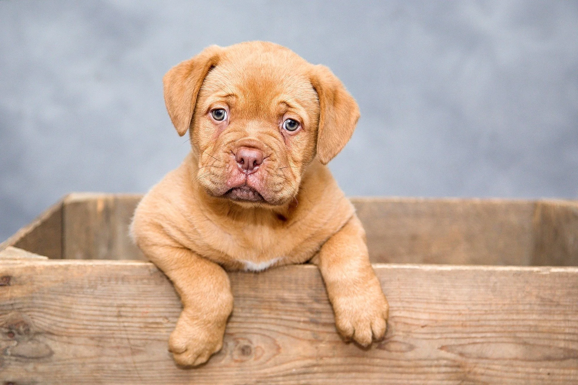 How To "Talk" With Animals And Understand Your Pet's Needs