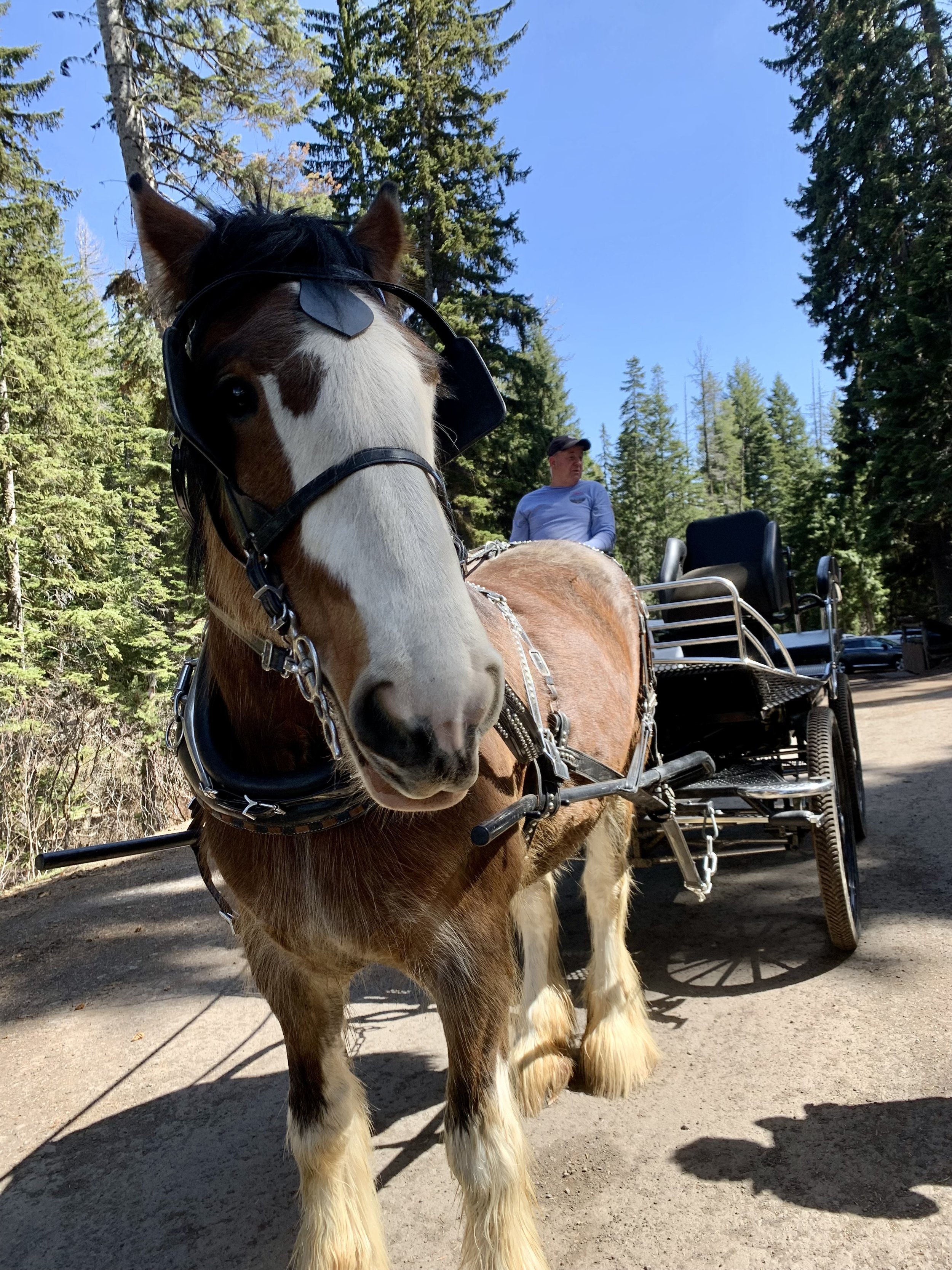 MM26 Page 32 33 Image Clydesdale buggy ride at Odell Lake Resort - credit Kate Robertson.jpg