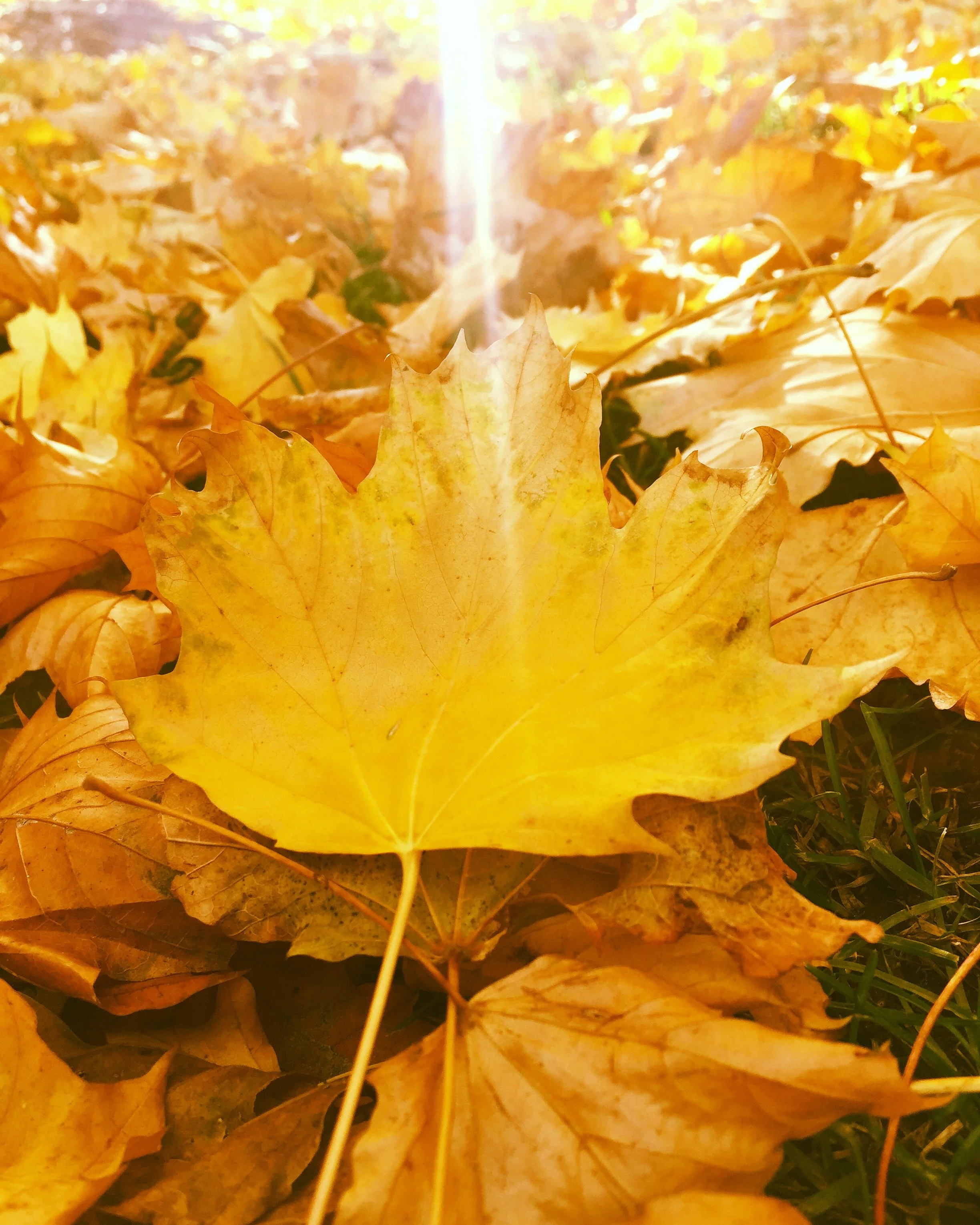 The 5 Best Places To See Fall Colours in Mississauga