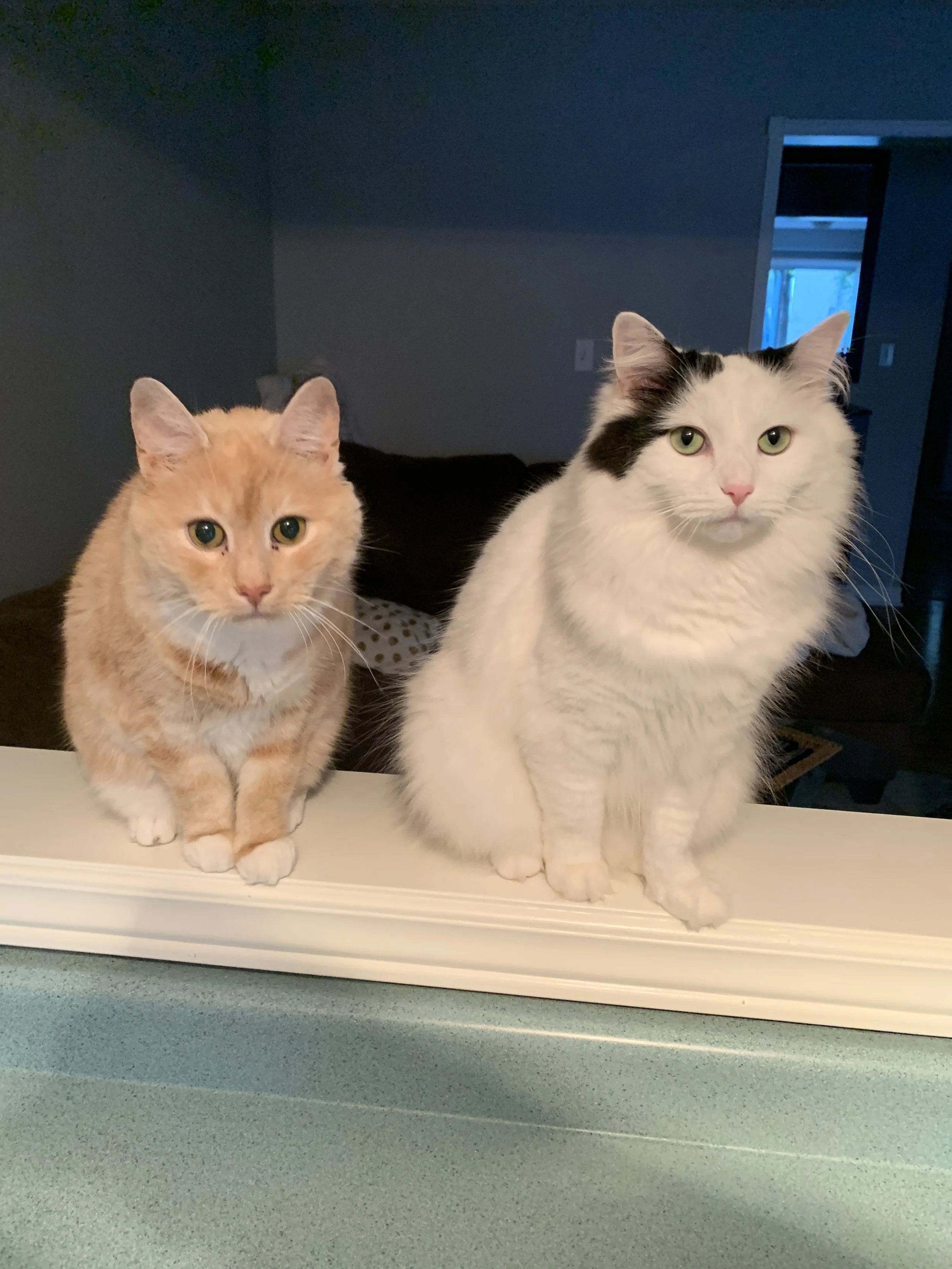 $25 Adoption Blitz Happens November 2-14, 2026 via Mississauga Animal Services