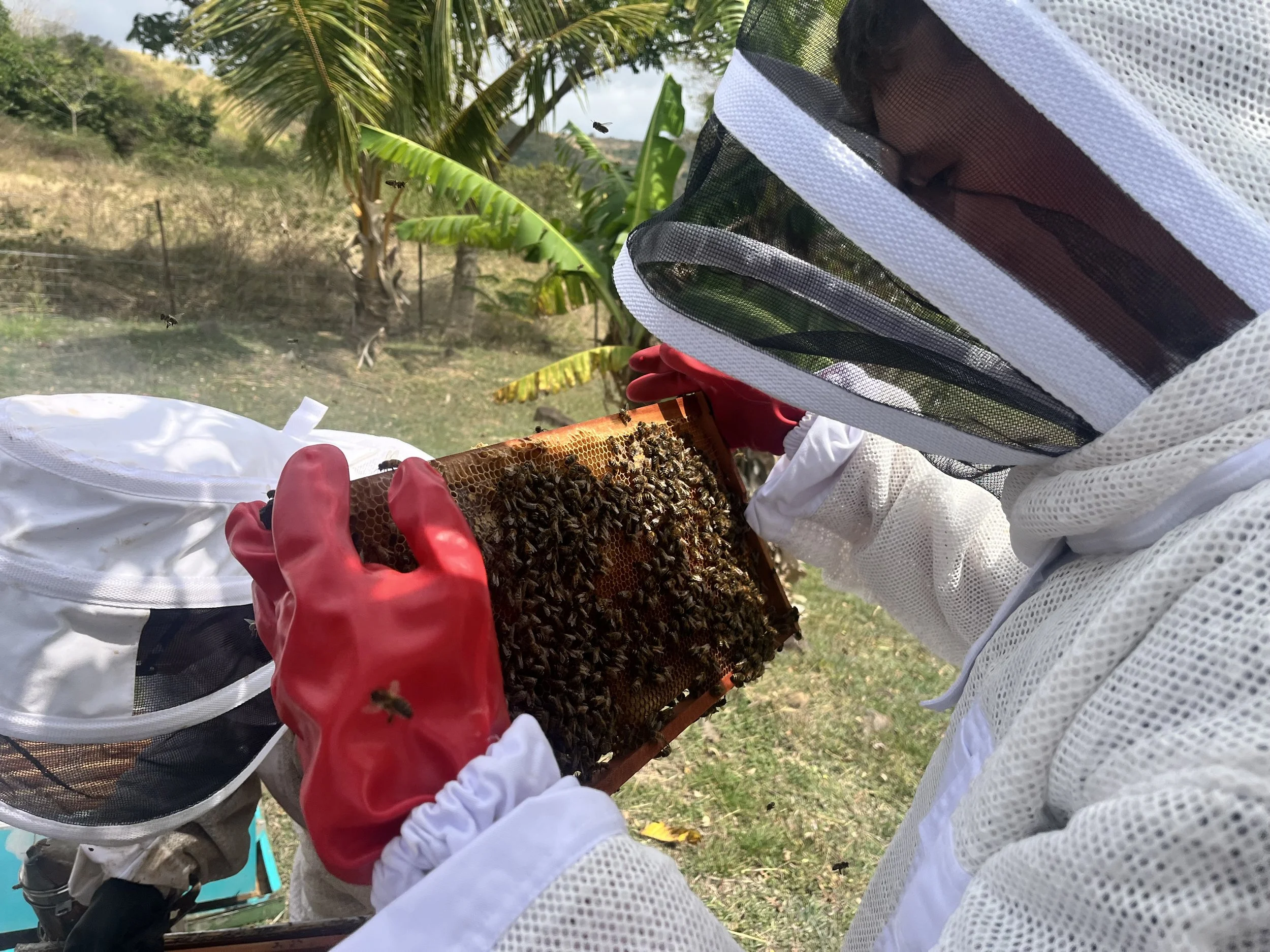 learning about food and farming in fiji