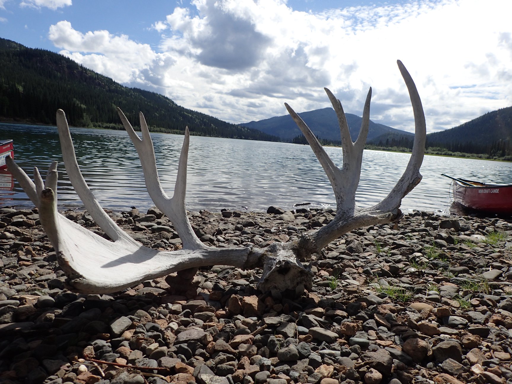  Moose antlers on shore of Yukon River 
