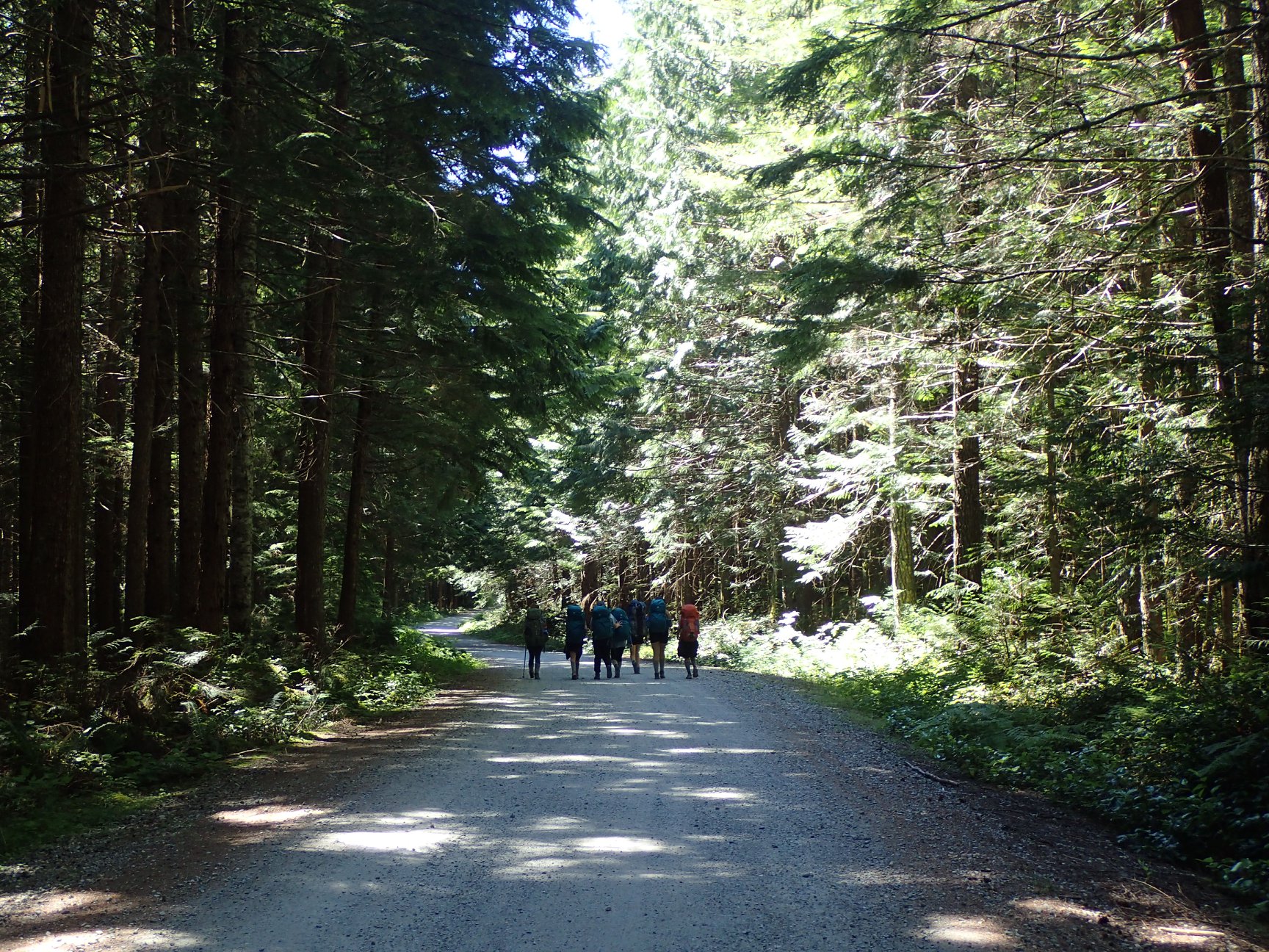  Six youth walking together down forest path 