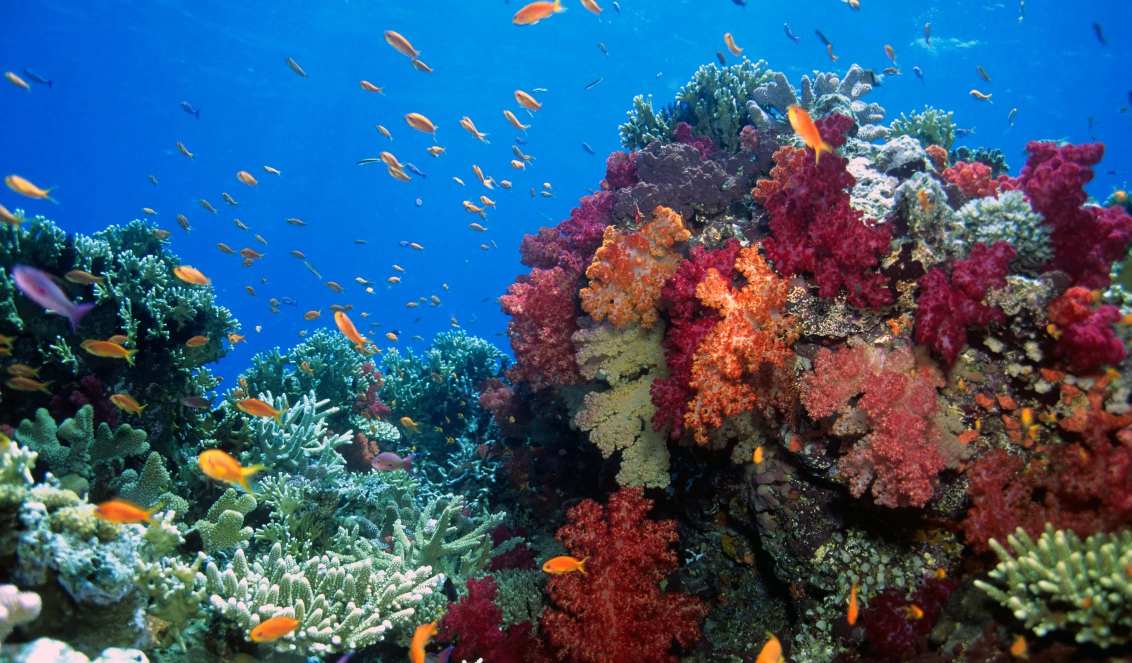 Youth exploring Fiji's coral reef ecosystems during a marine education program
