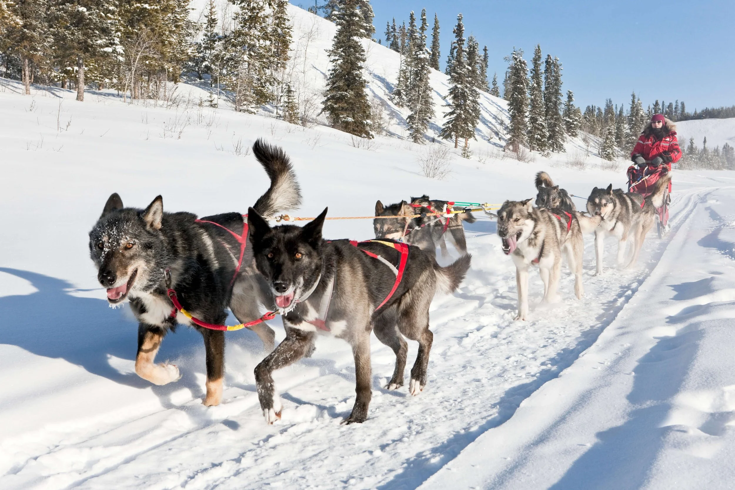 Dogsled team travelling along a snowy Yukon trail. Photo: Yukon Government / F. Mueller.