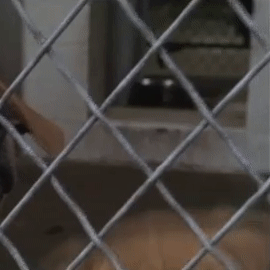 ezgif.com-crop (2).gif