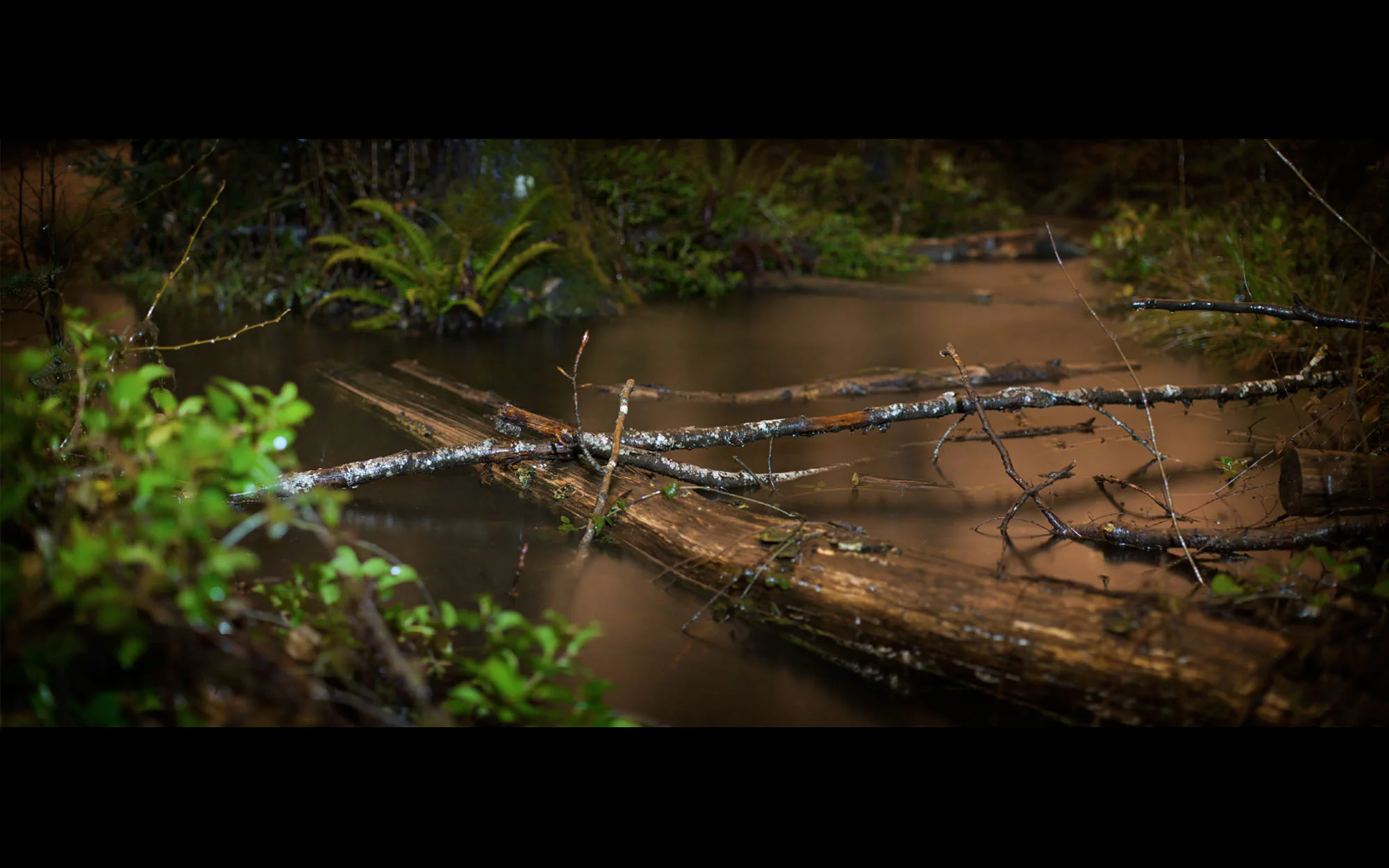 PS_Preview__0003_Pacific.jpg