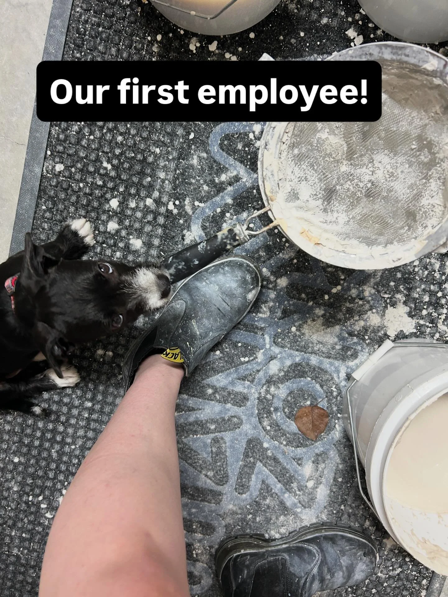 Soon to a market near you our newest employee Ernie!