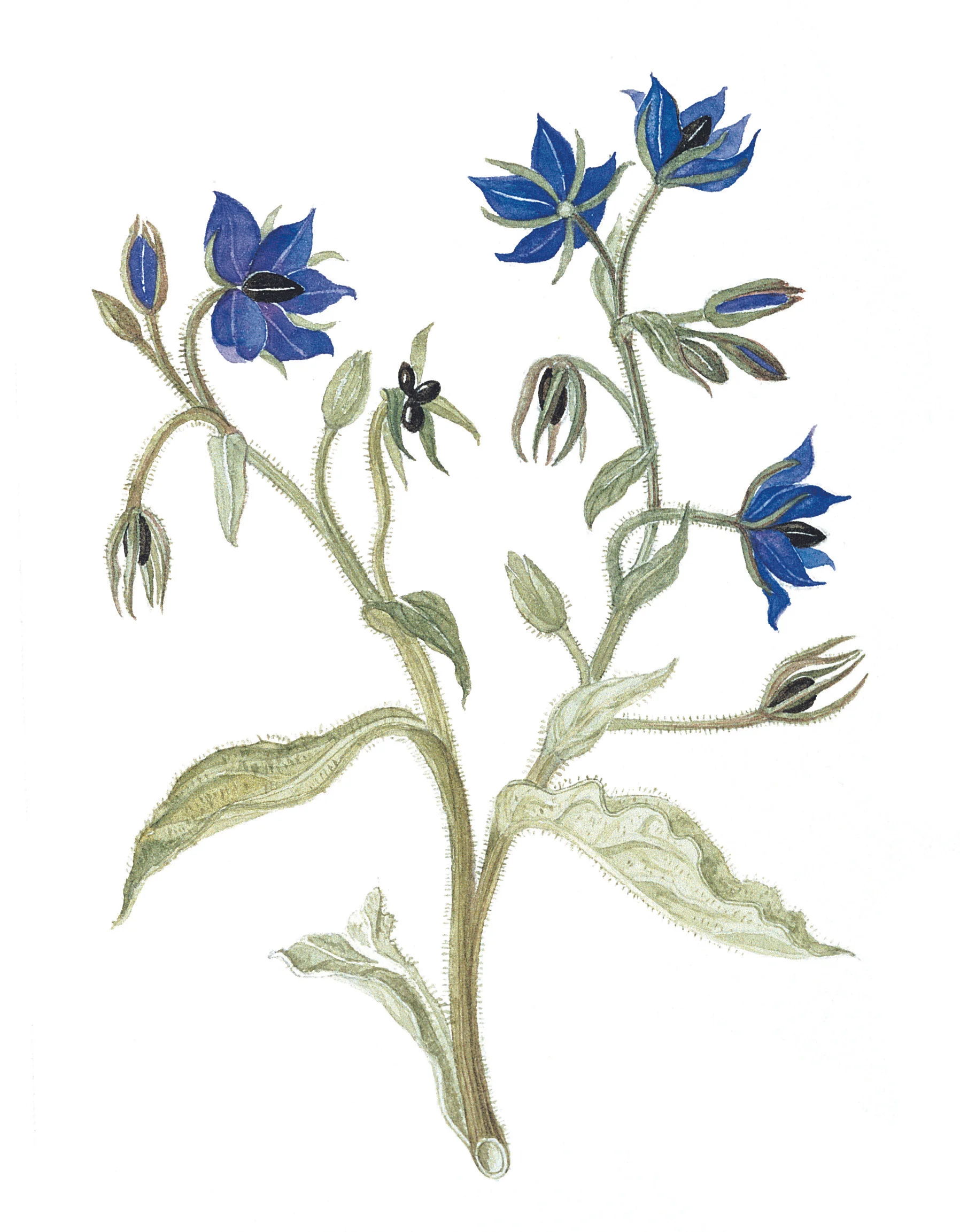 Borage