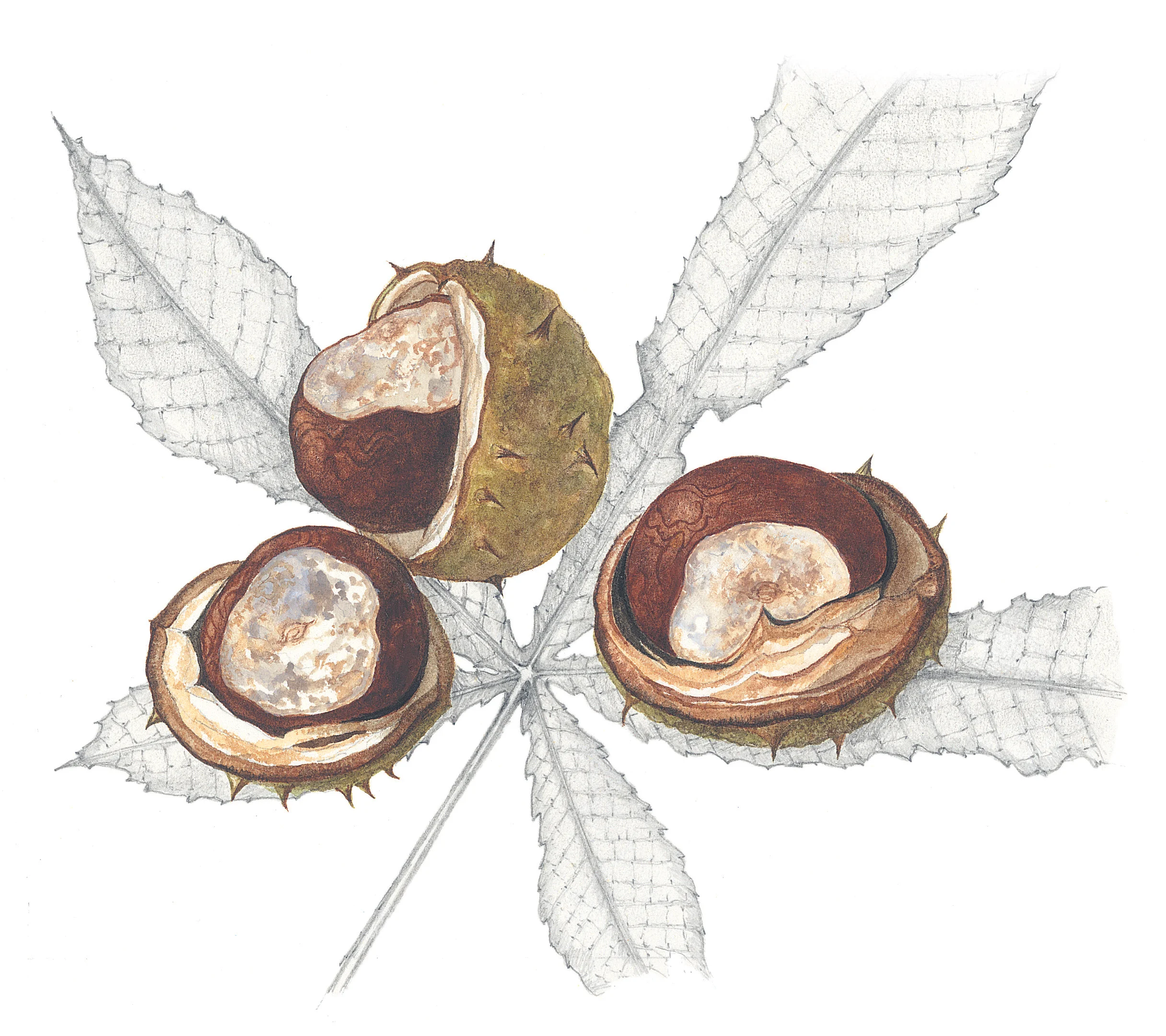 Conkers