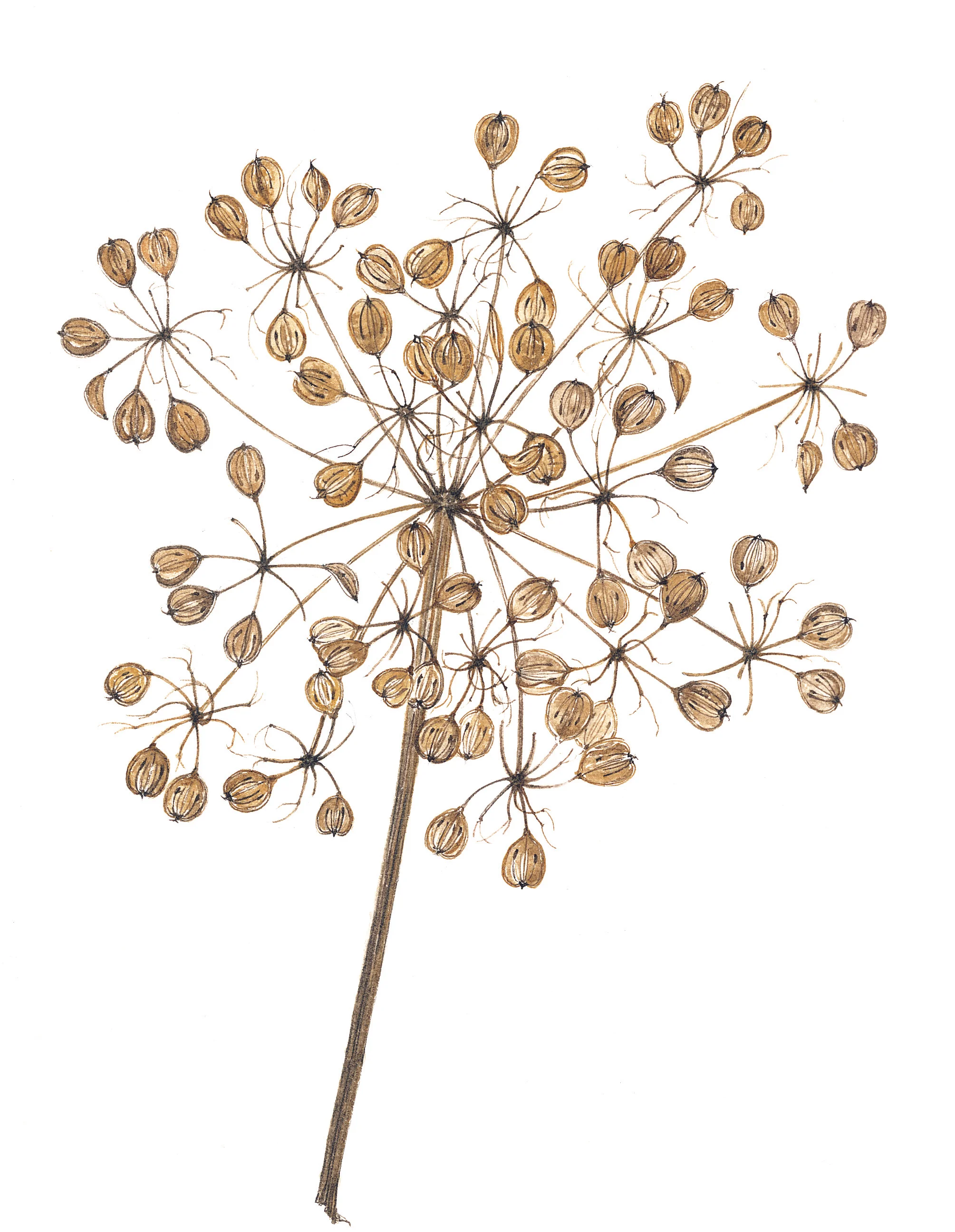 Cow Parsley Seedhead