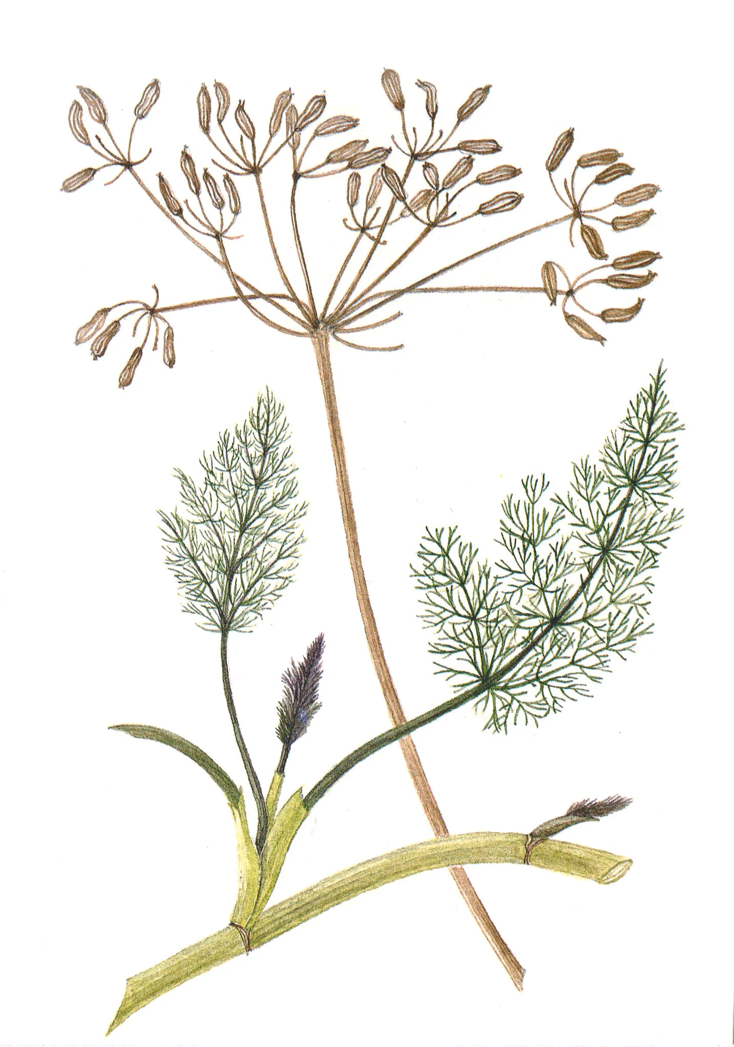 Fennel