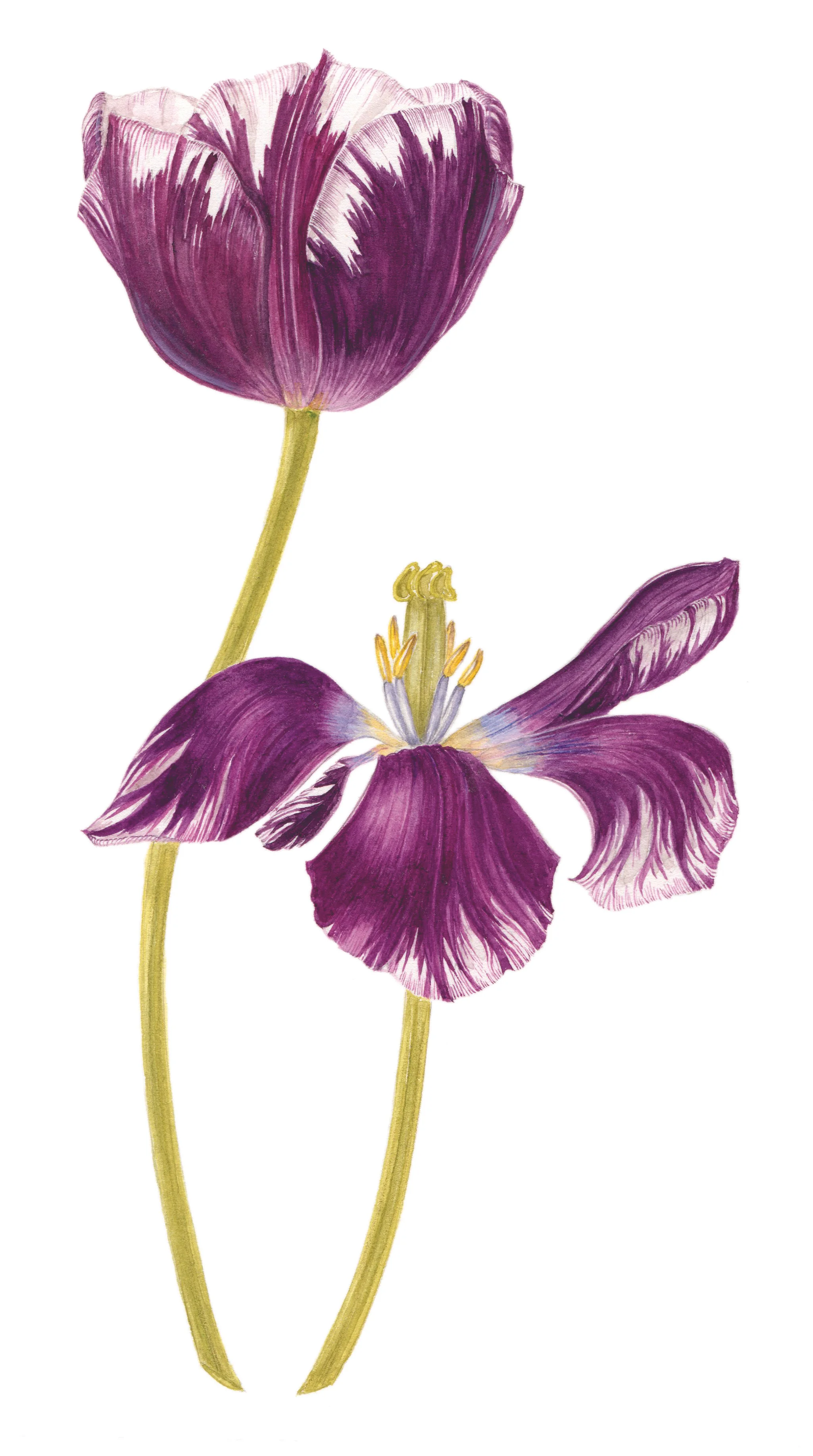 Flamed Purple Tulip