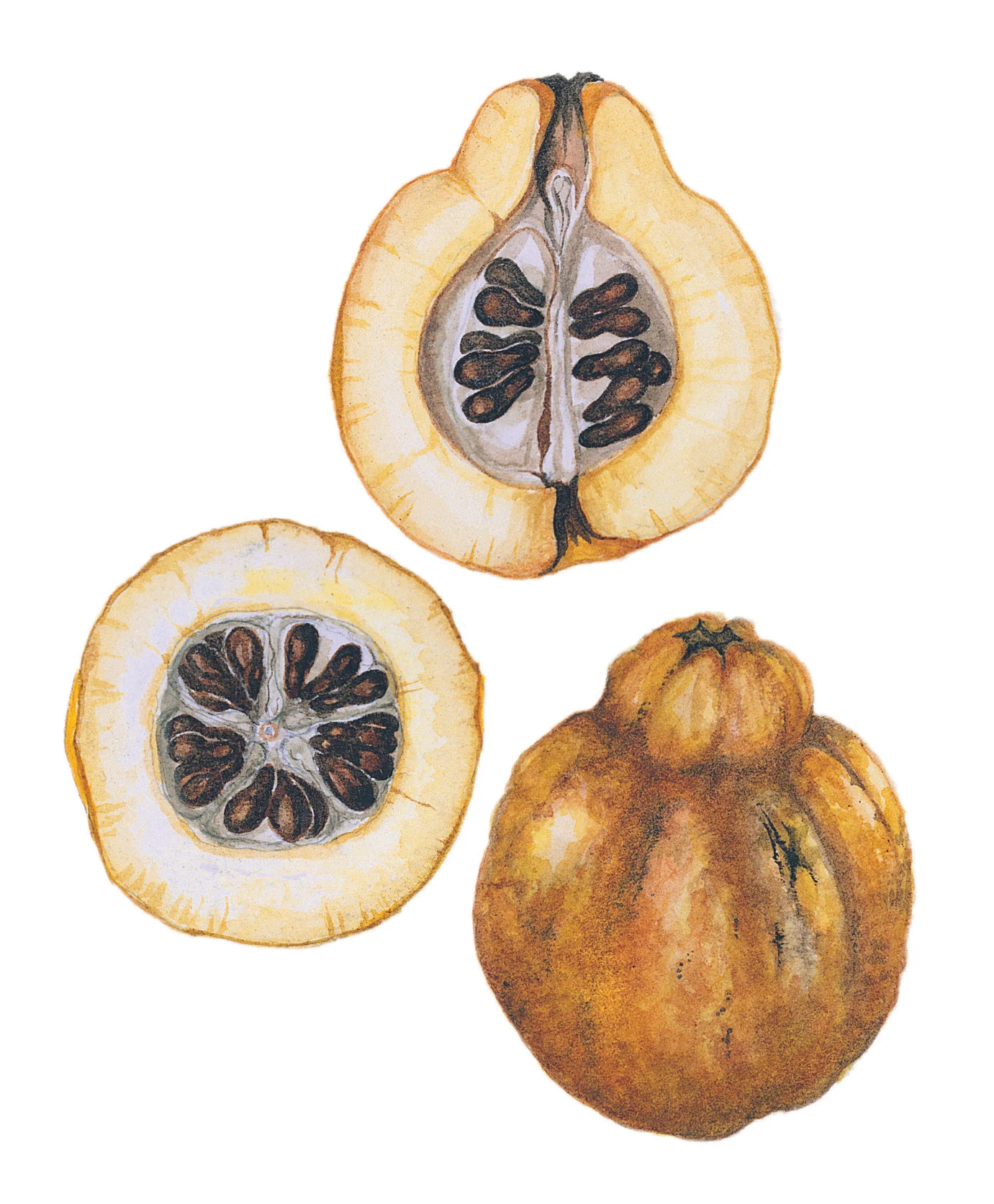 Japonica Fruit