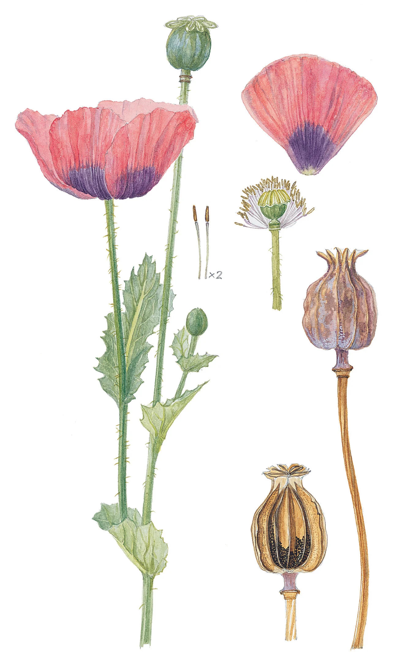 Opium Poppy