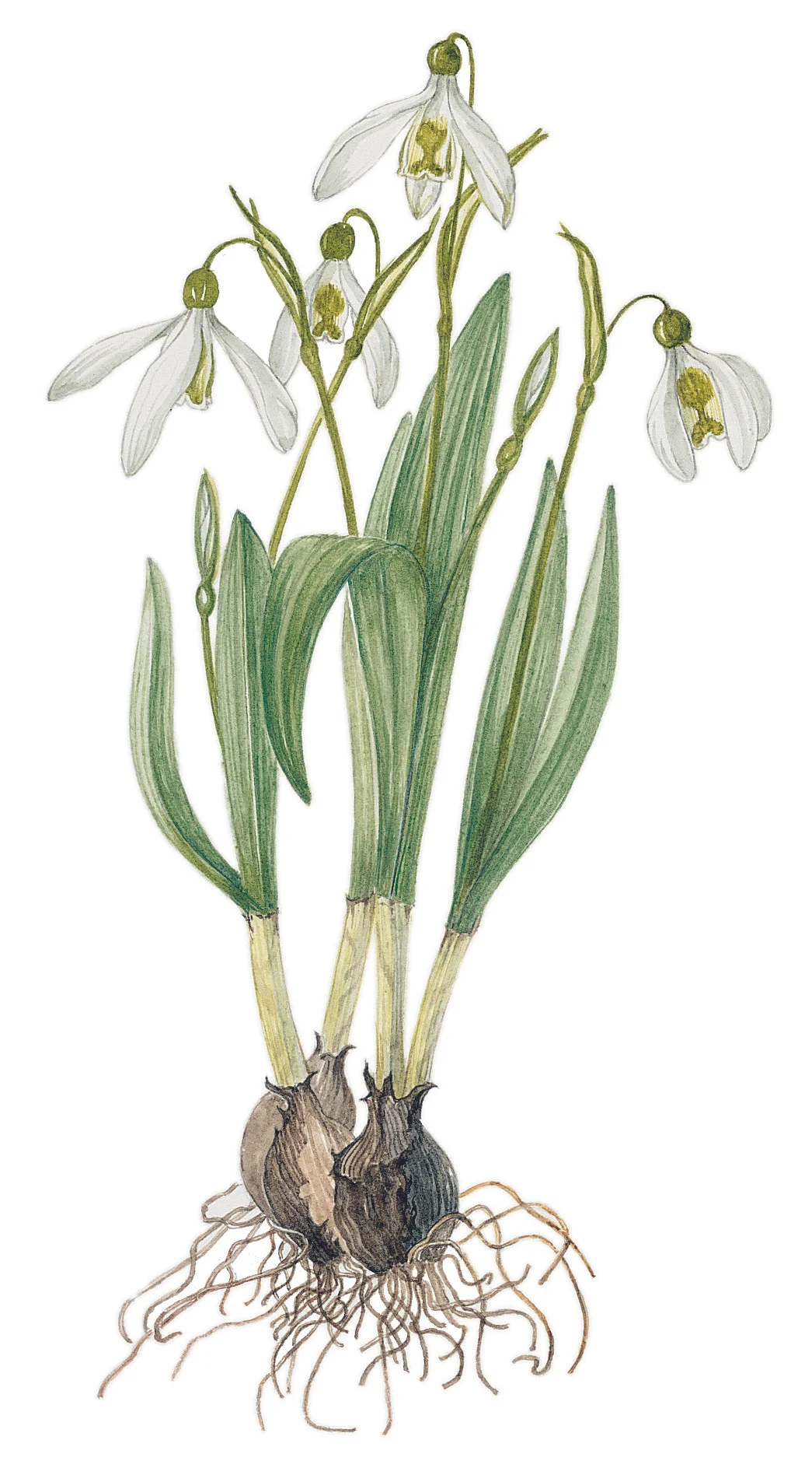 Snowdrops
