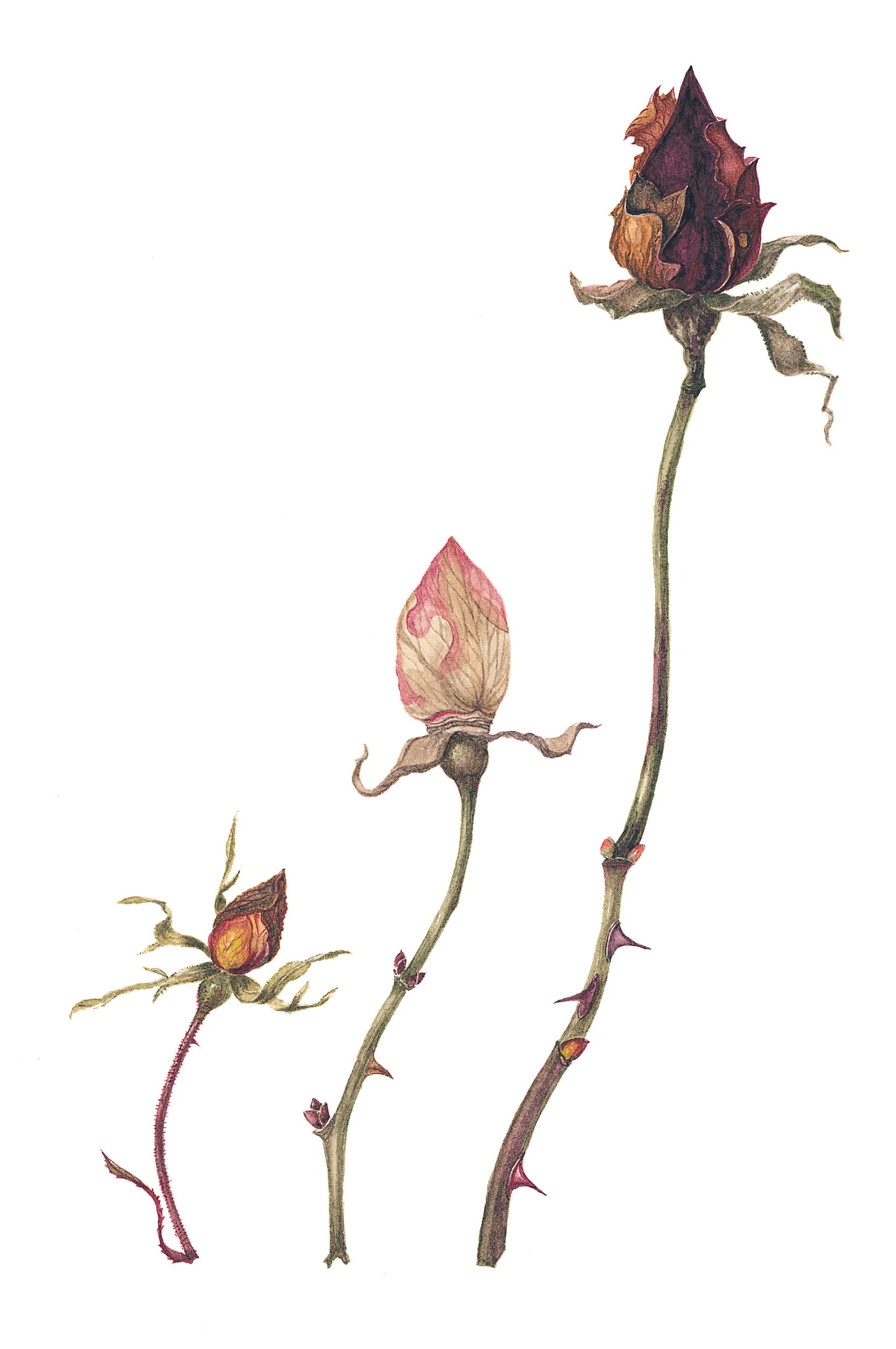 Three Winter Rosebuds