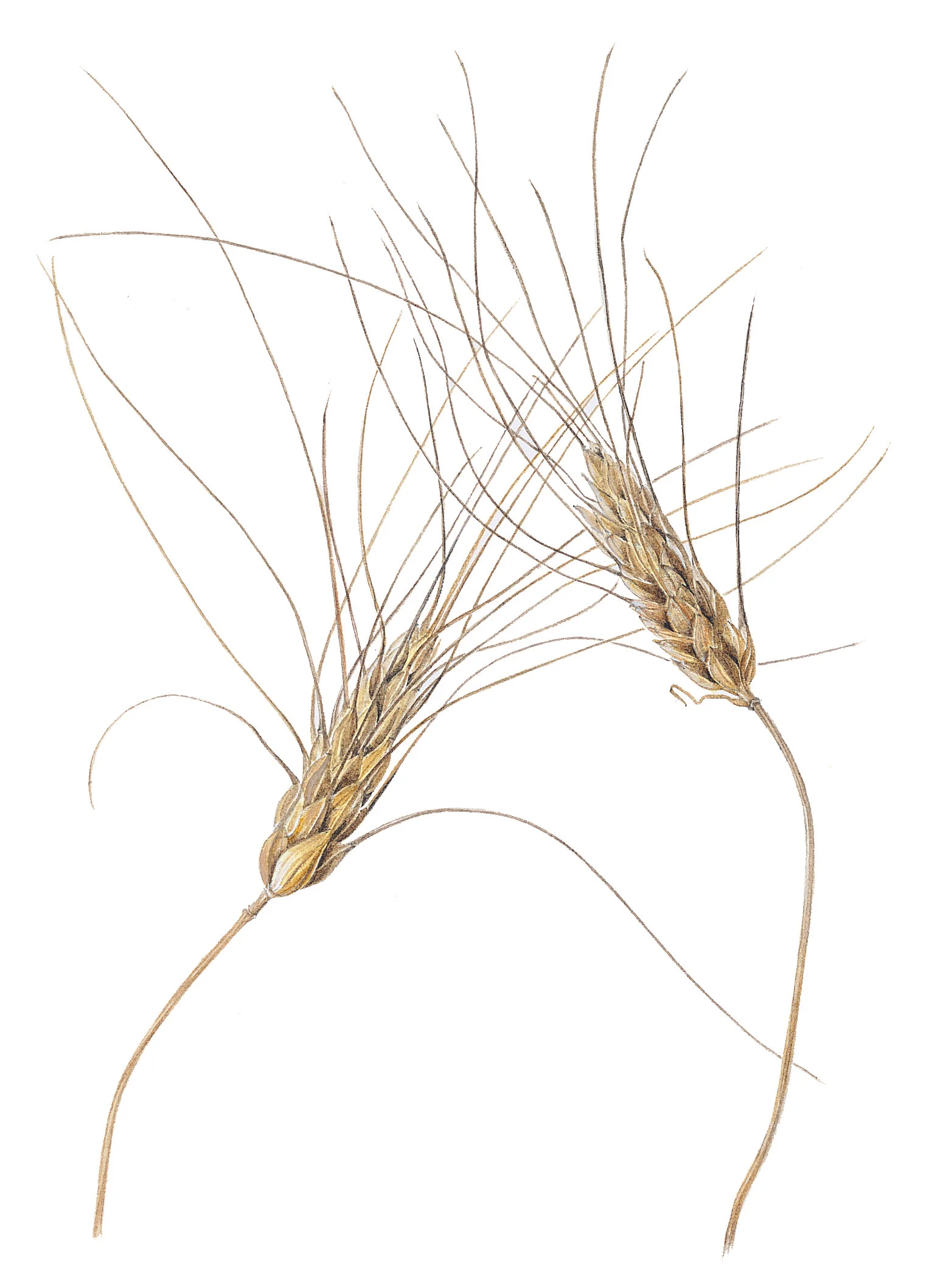 Wheat