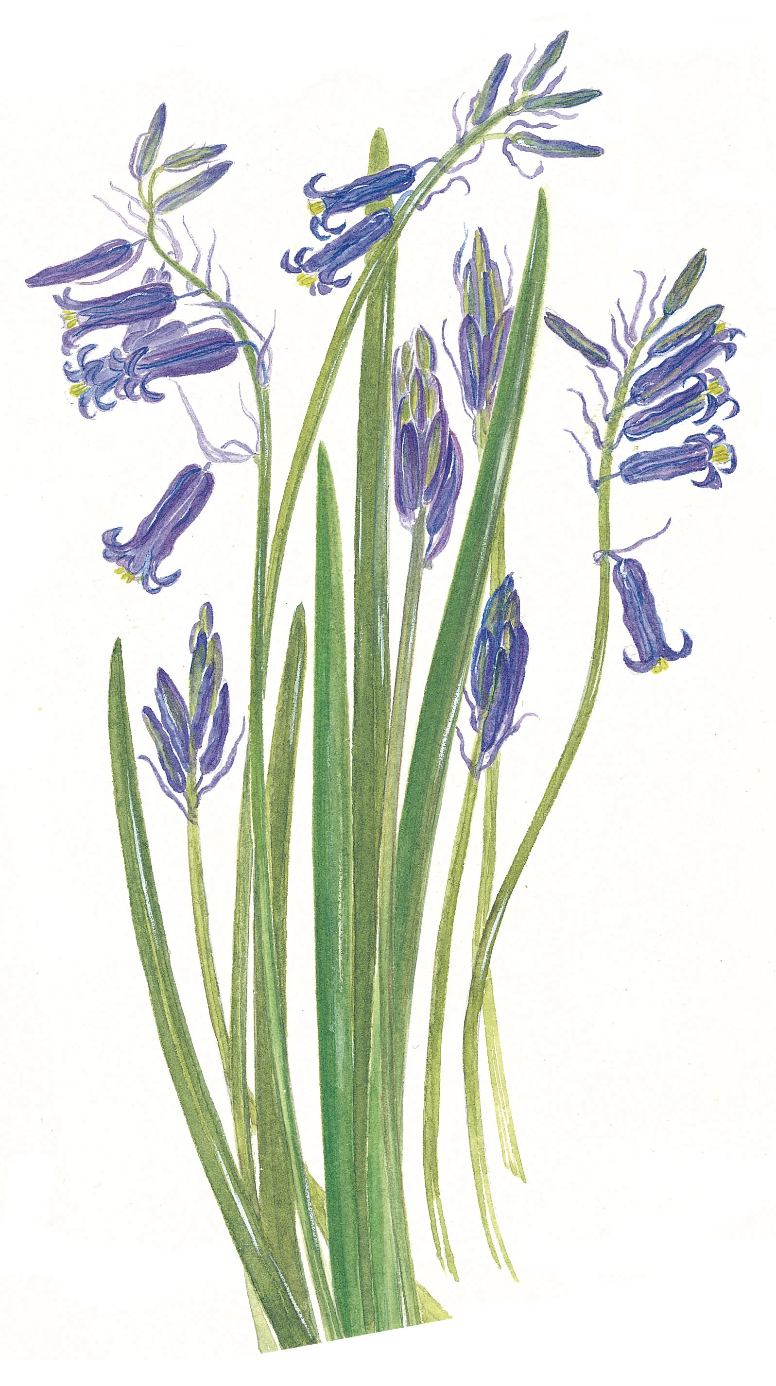 Bluebells