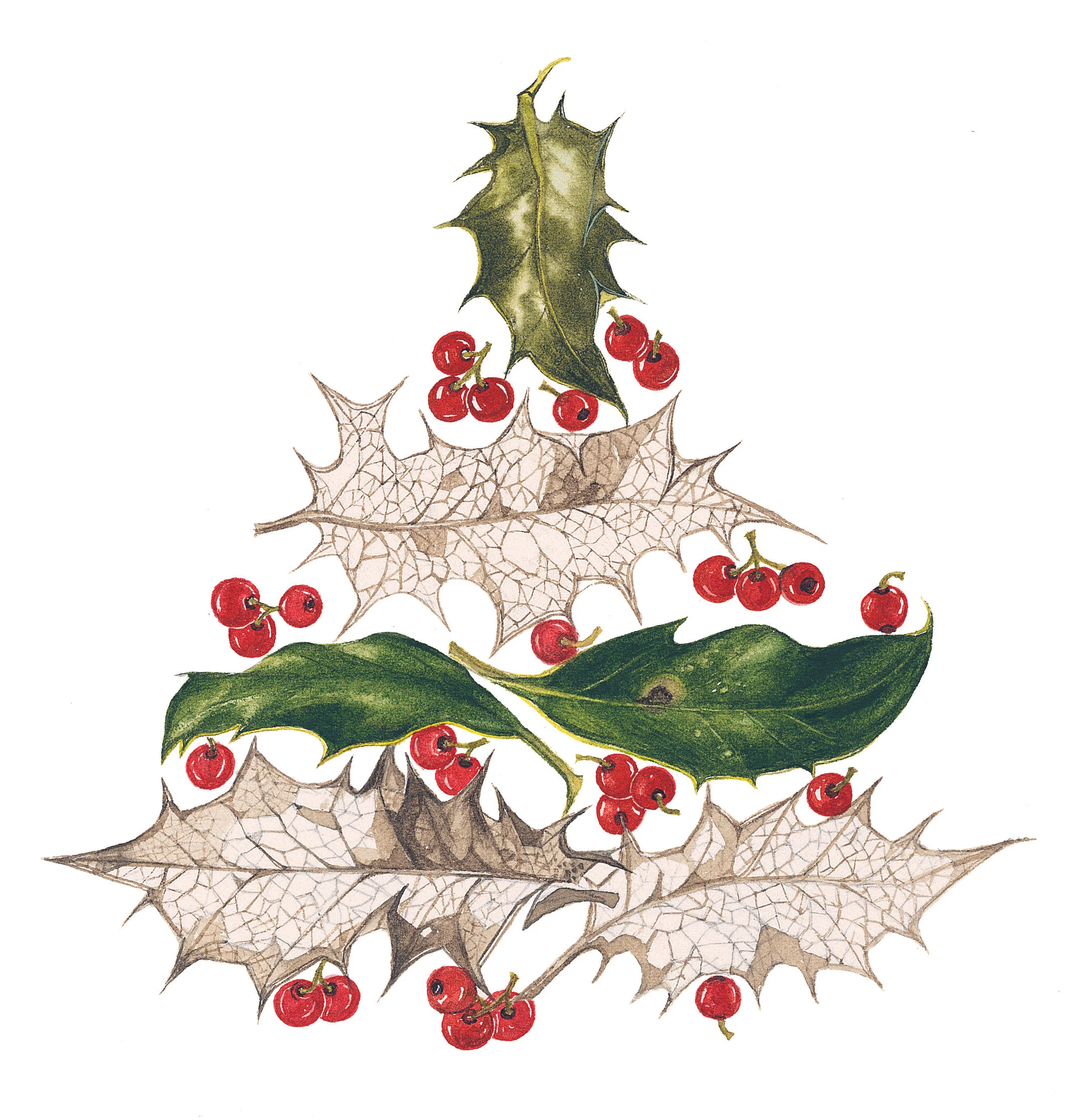 Holly Leaf Tree