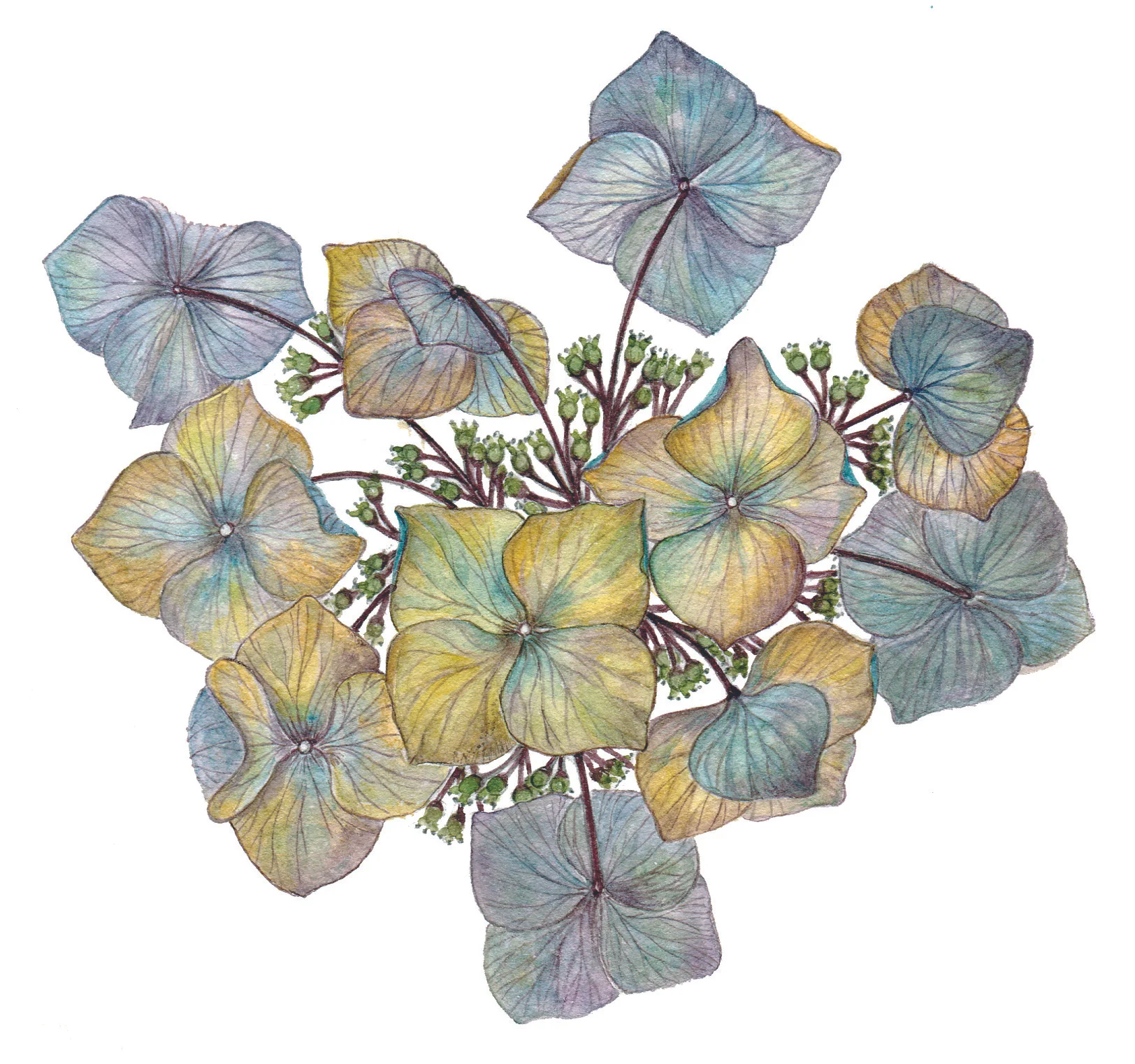 Hydrangea Zorro