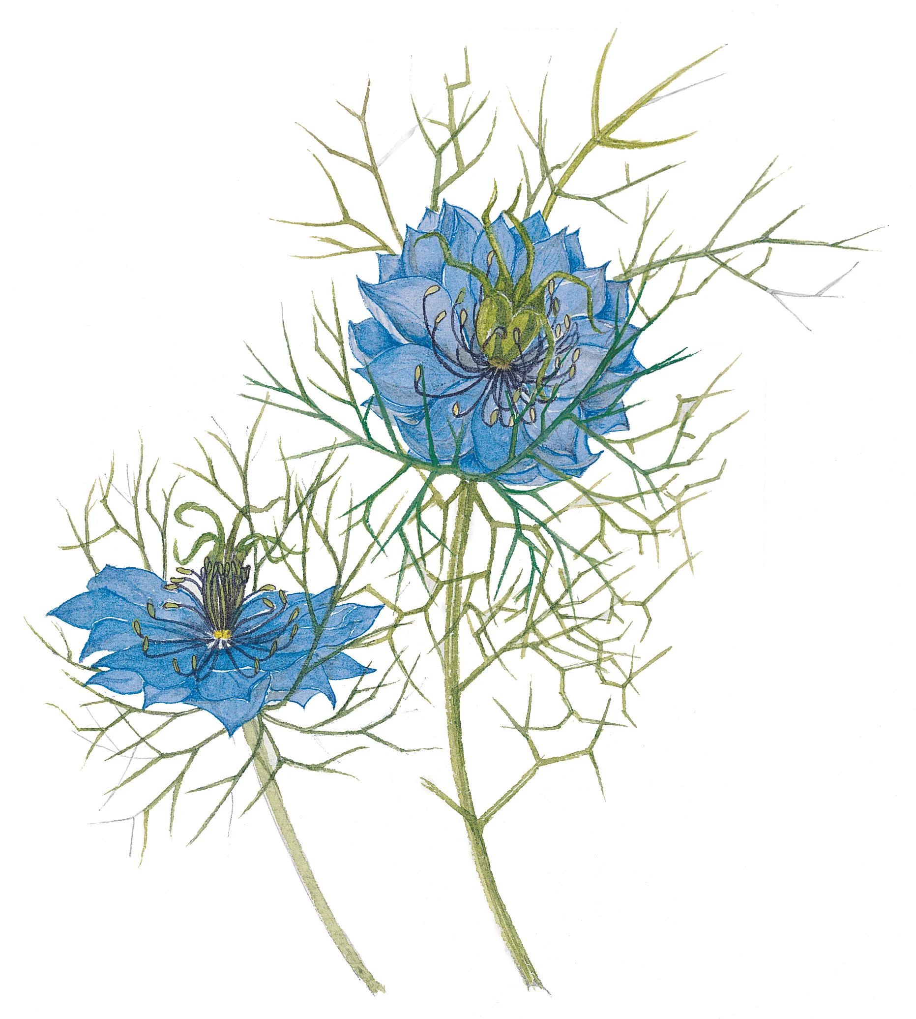 Love In a Mist