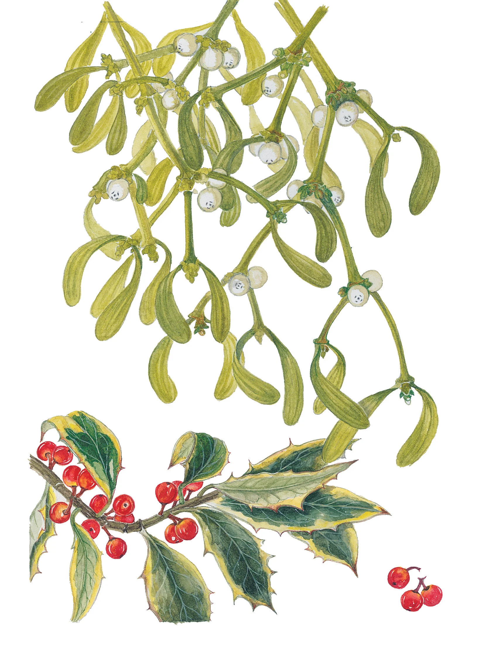 Mistletoe & Holly