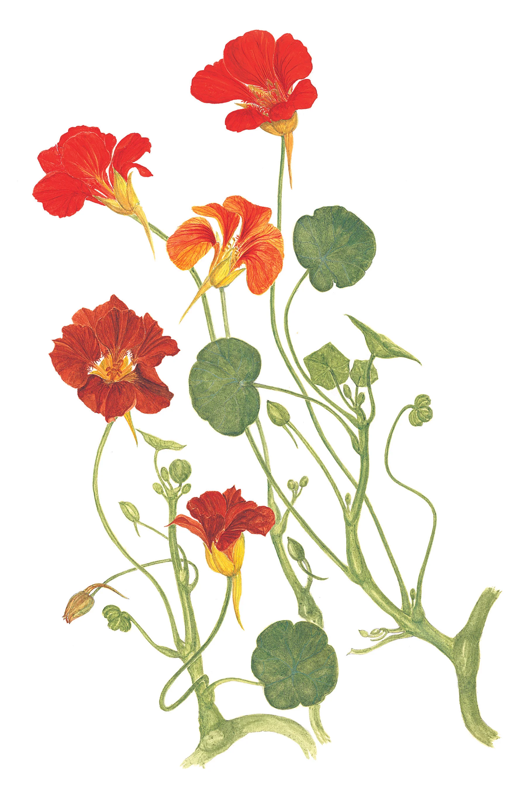 Nasturtiums