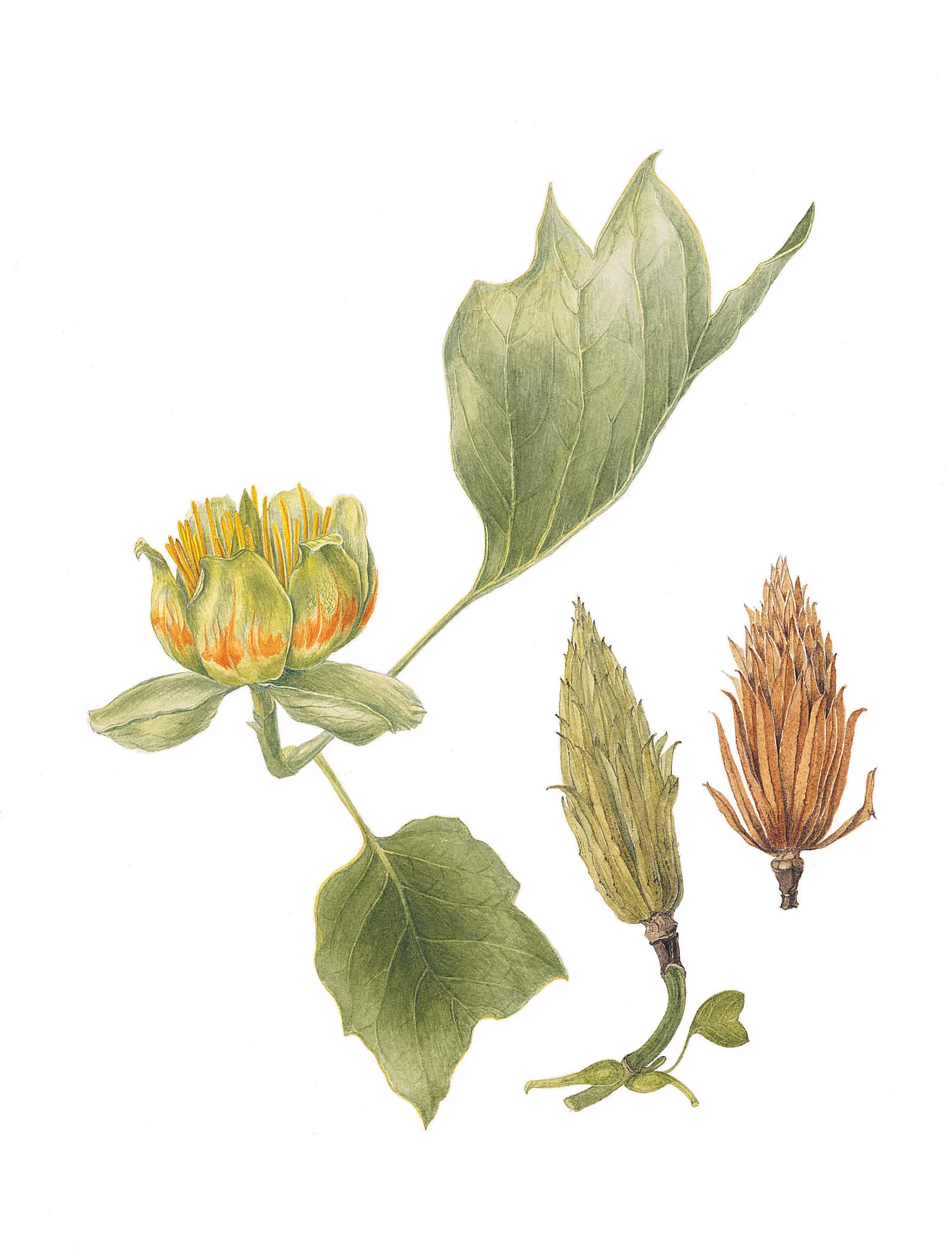 Tulip Tree