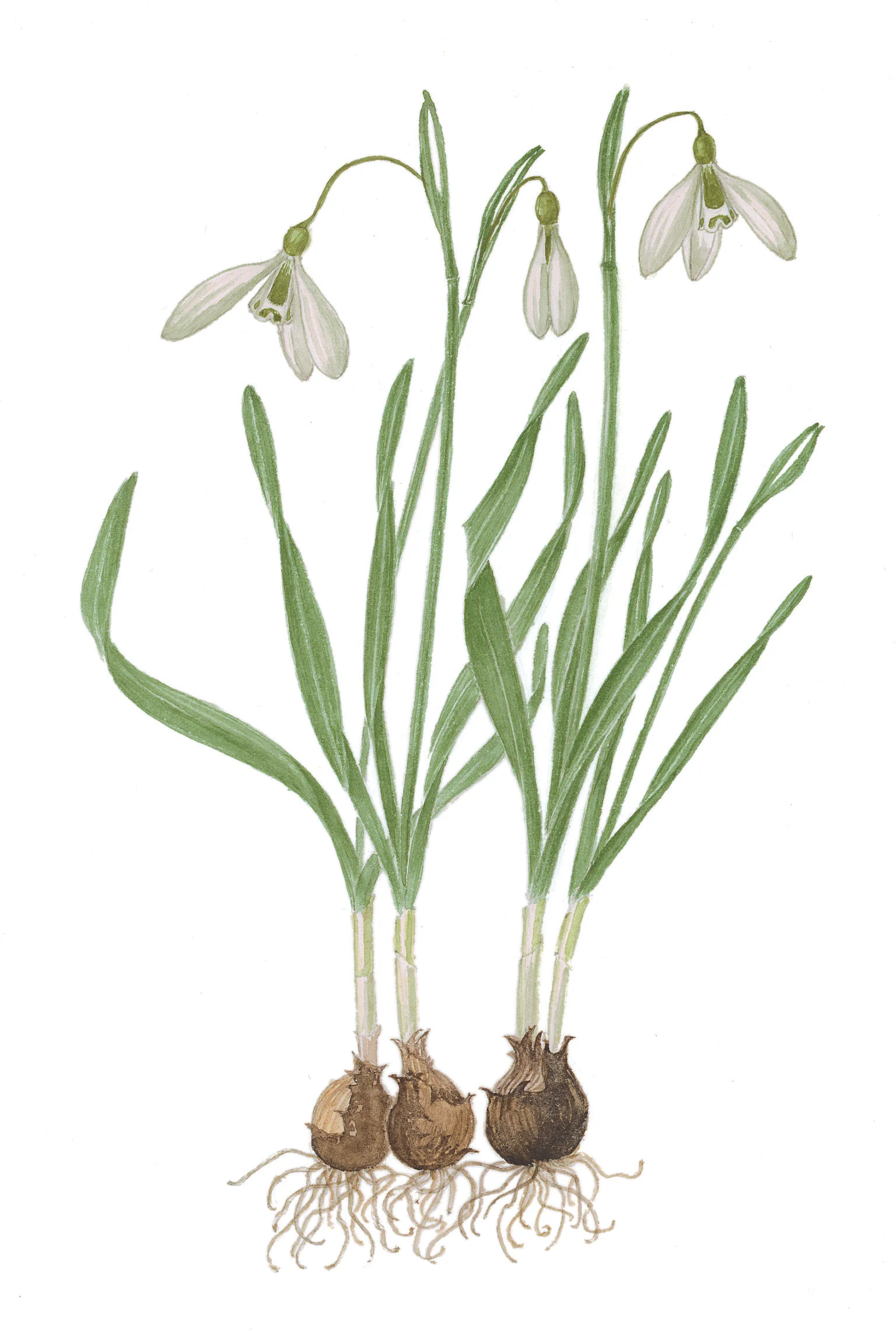 Twisty Leaf Snowdrop