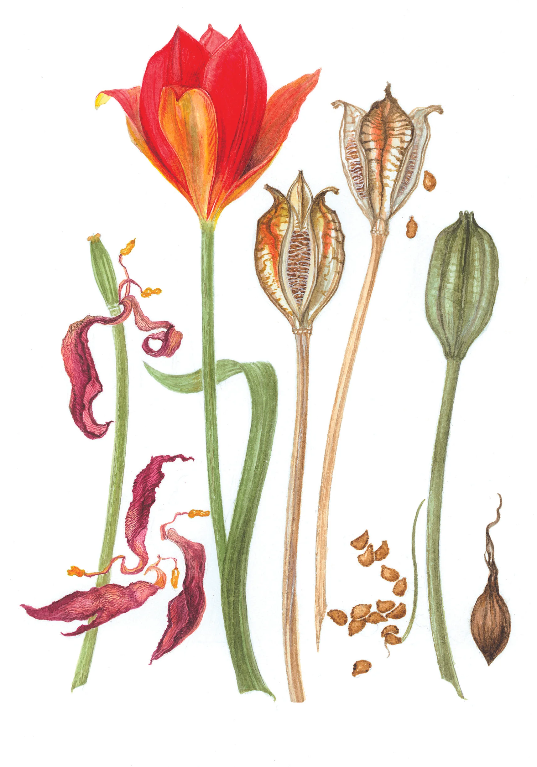 Wild Tulip