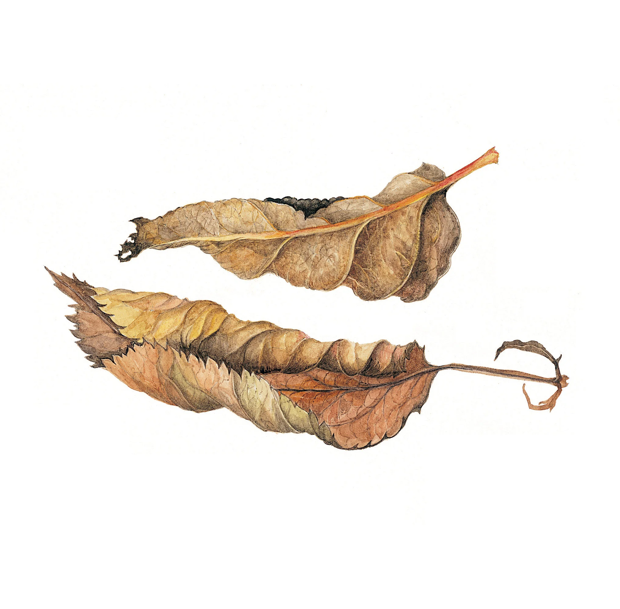Apple Leaves