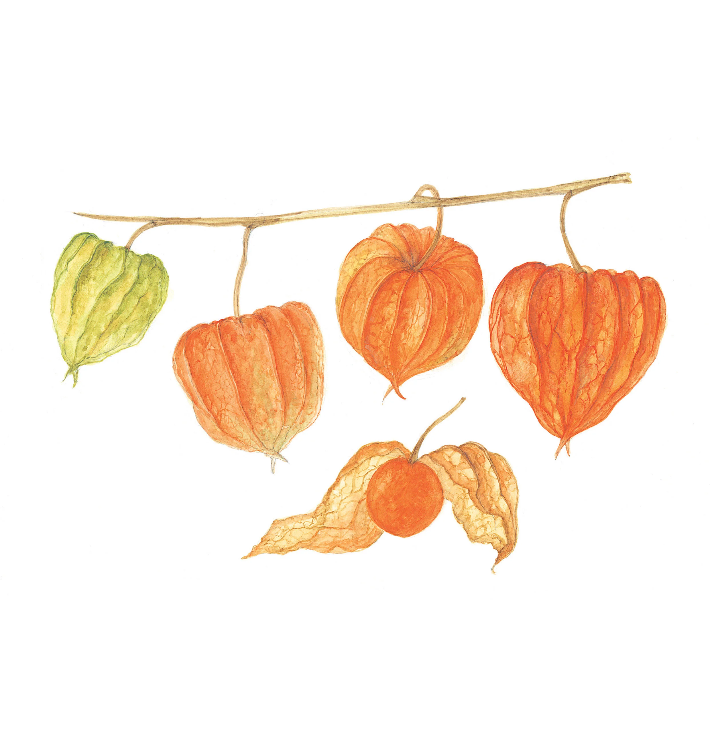 Chinese Lanterns
