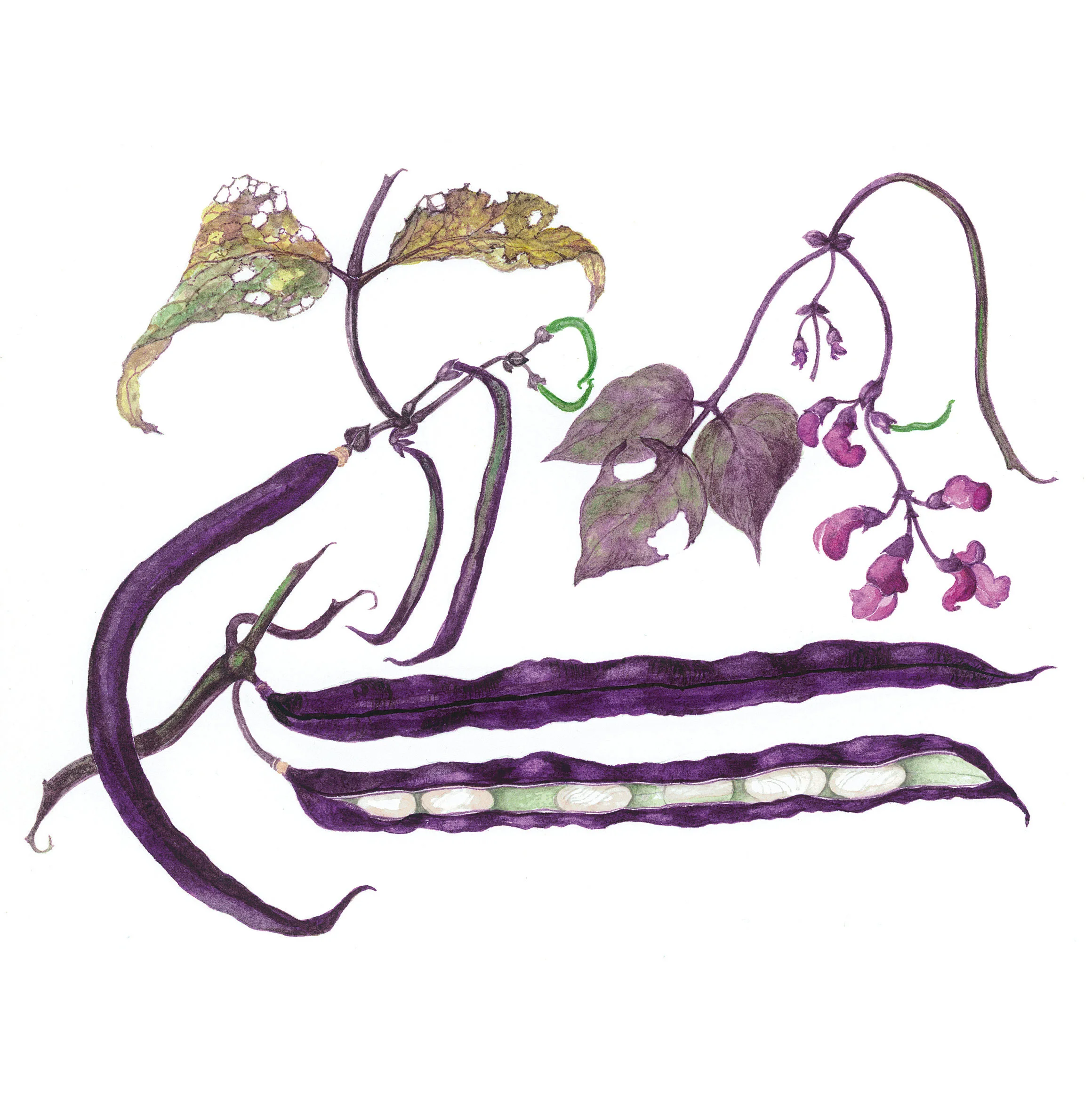Purple-podded Beans