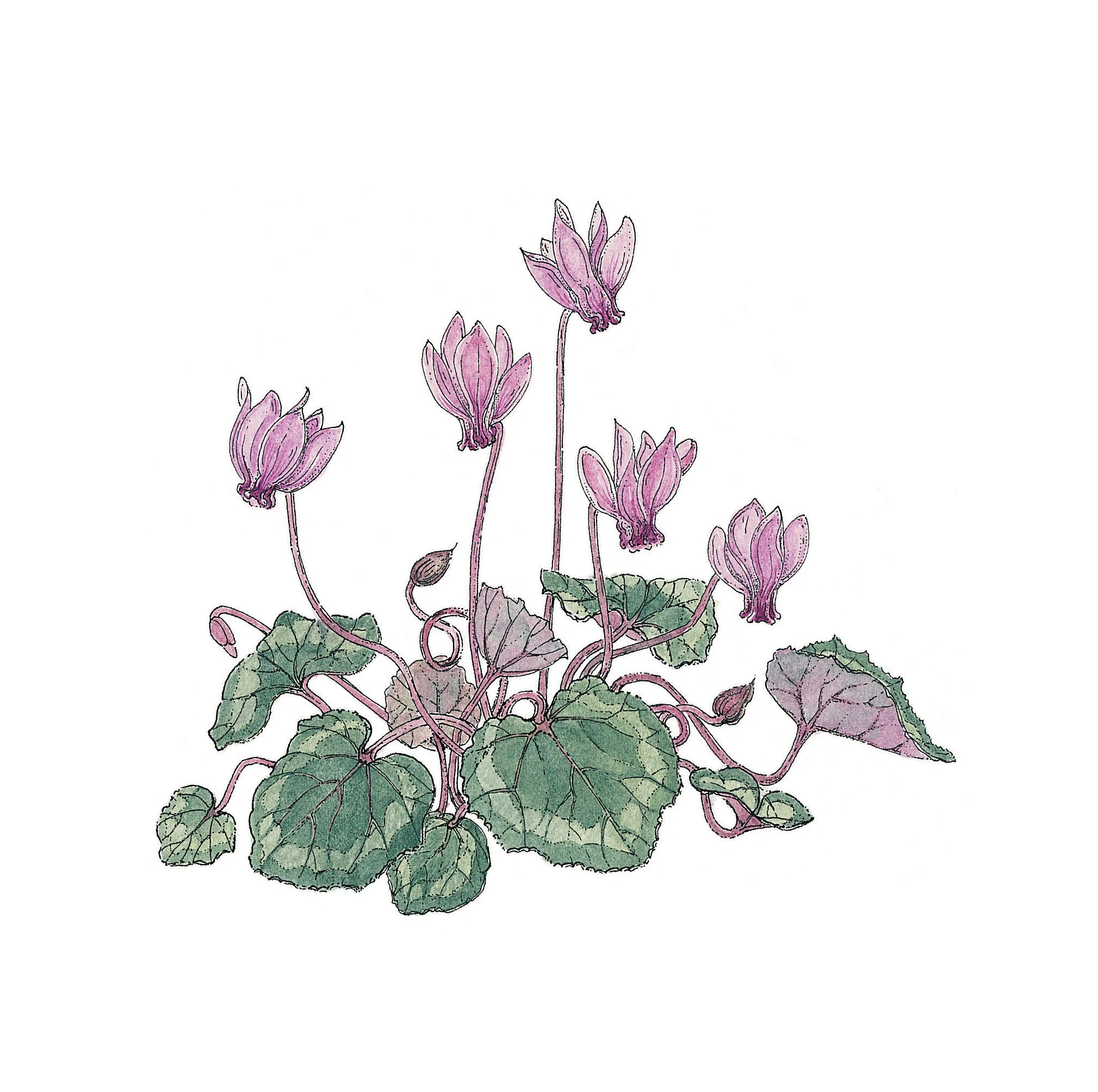 Cyclamen