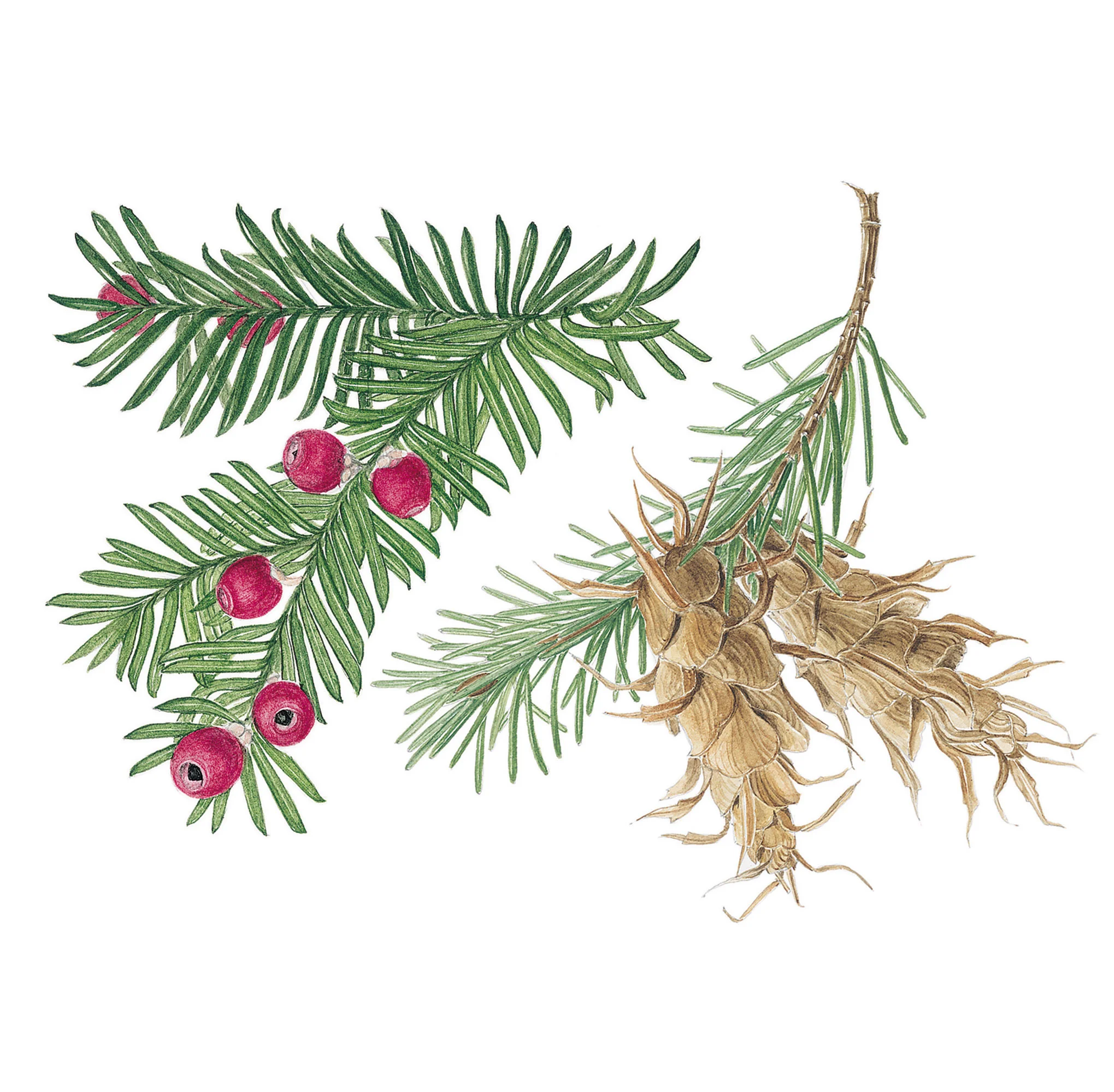 Yew and Fir
