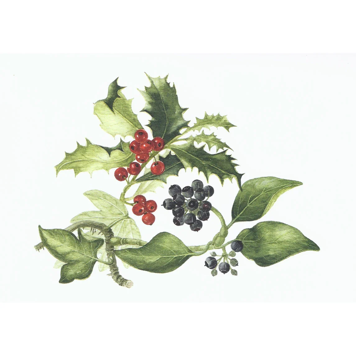 Holly and Ivy
