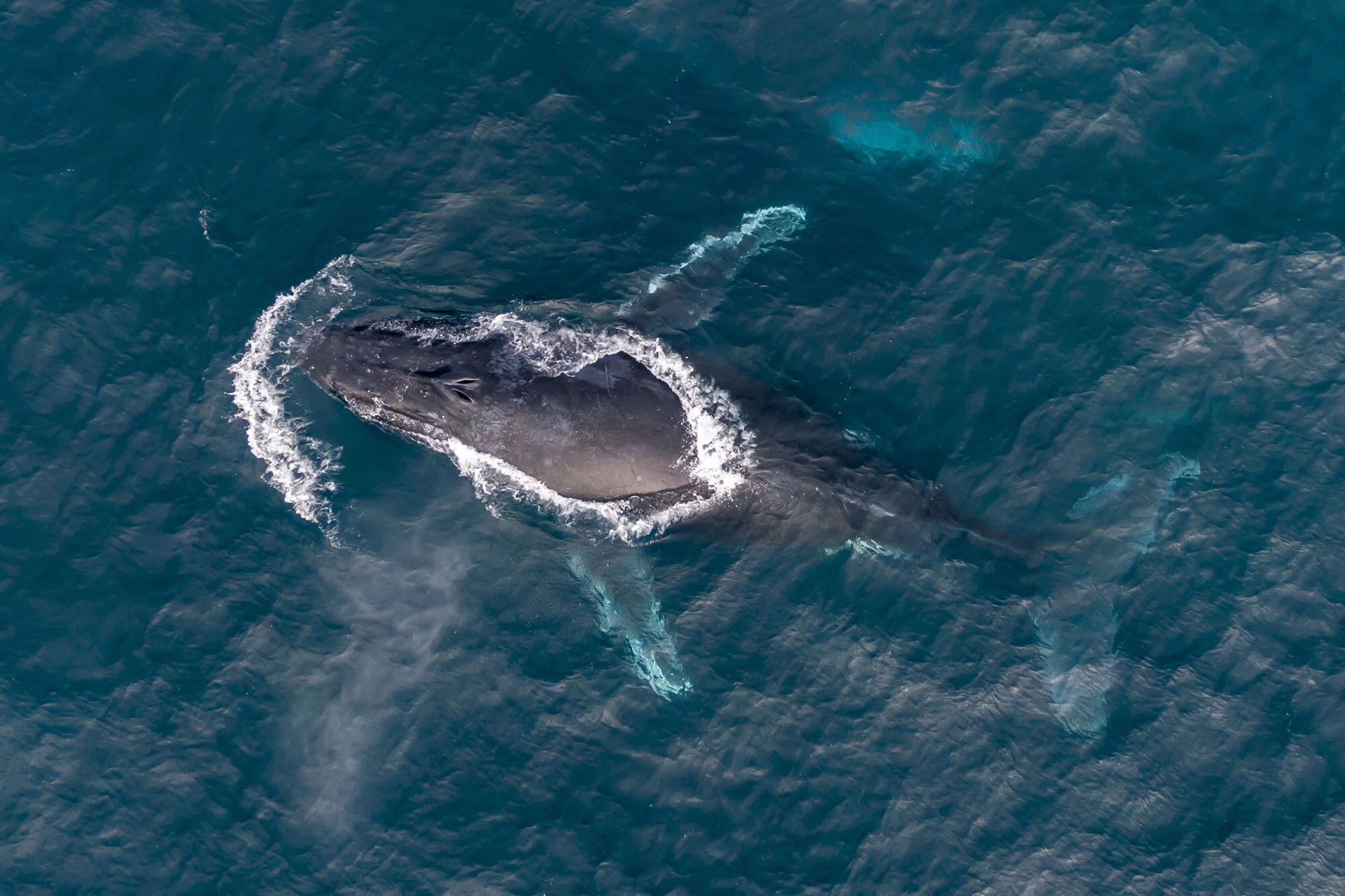 DJI_0920-web.jpg