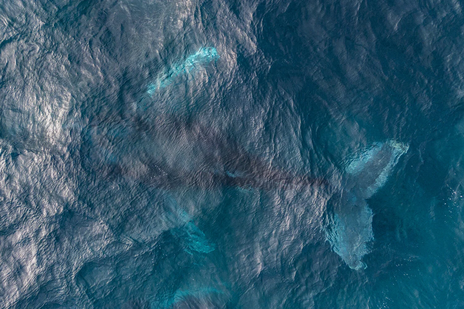 DJI_0939-web.jpg