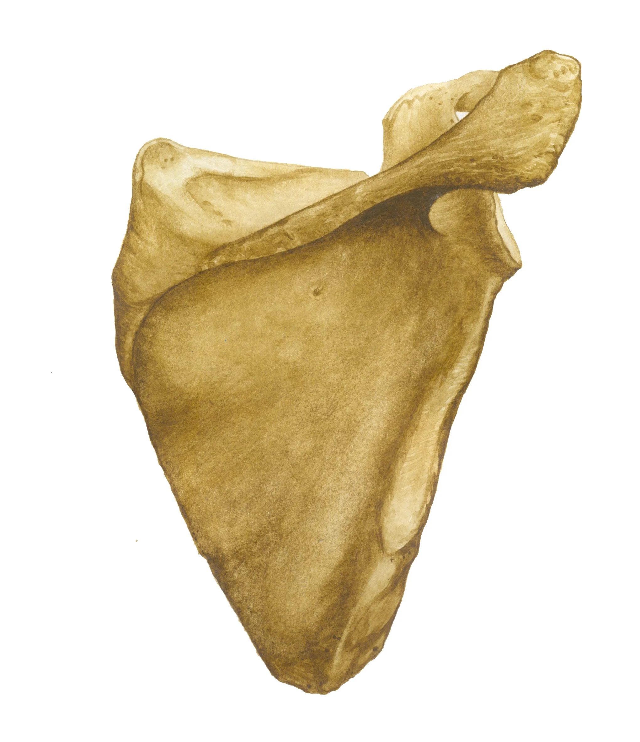 Scapula Media: watercolour