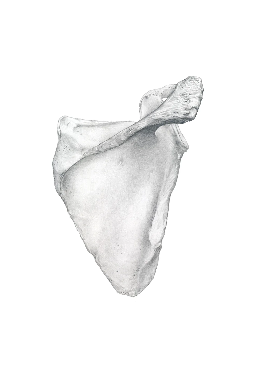 Scapula Media: graphite