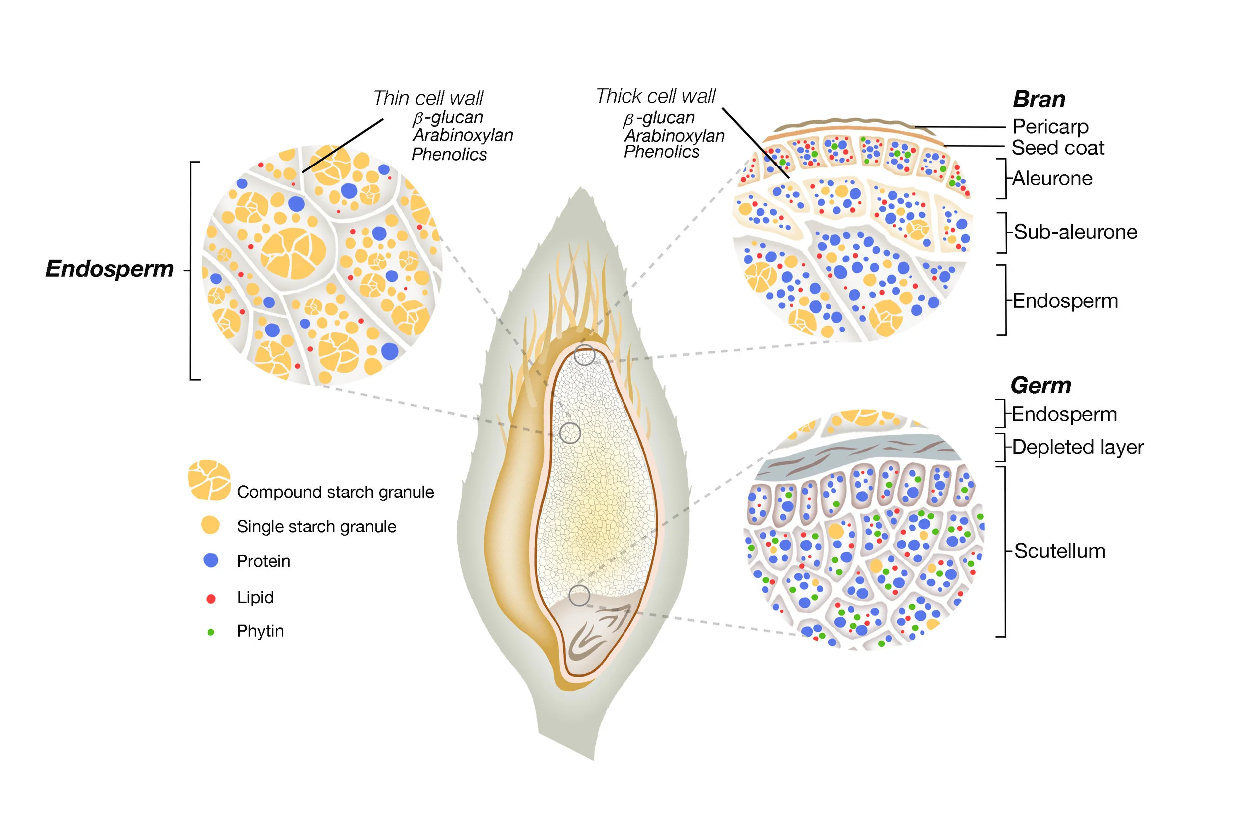 Structural representation of the oat grain presenting different oat tissues Publication: Grundy, MML, Fardet A., Tosh SM, Rich GT and Wilde P J. Processing of oat: the impact on oat's cholesterol lowering effect. Food & Function 2018; 9: 1328-1343 Client: Dr Myriam Grundy, Quadram Institute Bioscience Media: Adobe Photoshop
