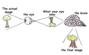 How our eyes see images it is attracted to