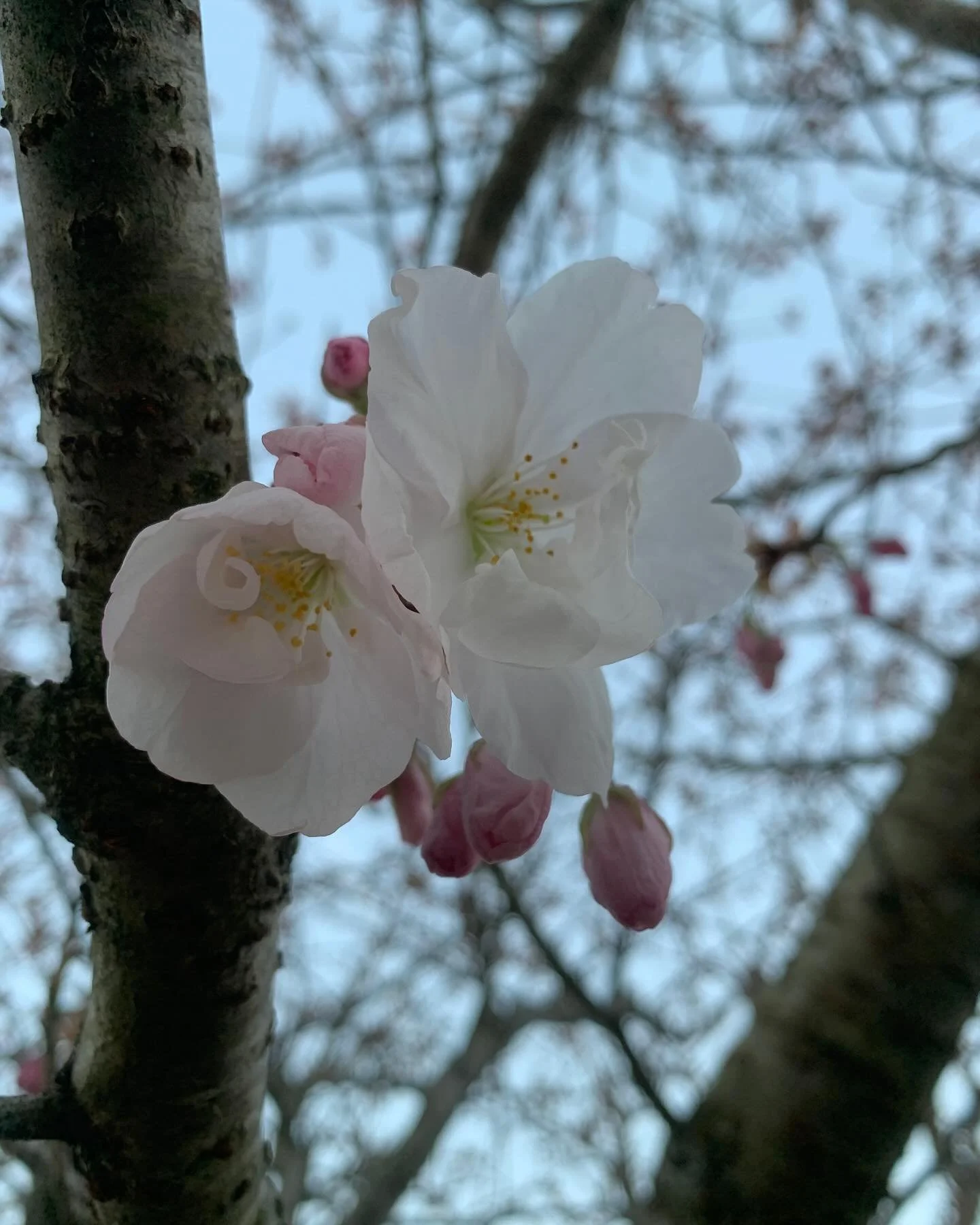 Wishing all mums a very ❤️Happy Mother&rsquo;s Day❤️Hoping you all had a wonderful day and as luck would have it, the first blossom on our Japanese Cherry Tree! Starting to really feel like Spring/Summer! #mothersday #spring #cherryblossom