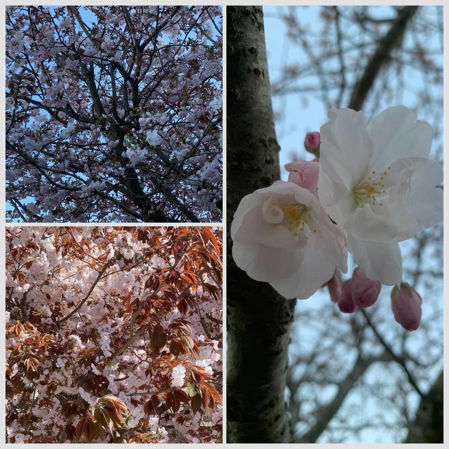 What a difference over 2 weeks! Japanese Cherry Blossom, from bud, to blossom to full bloom! We never get tired of seeing this every year, always putting a smile on our faces.

#cherryblossom #spring #appreciatethesmallthings