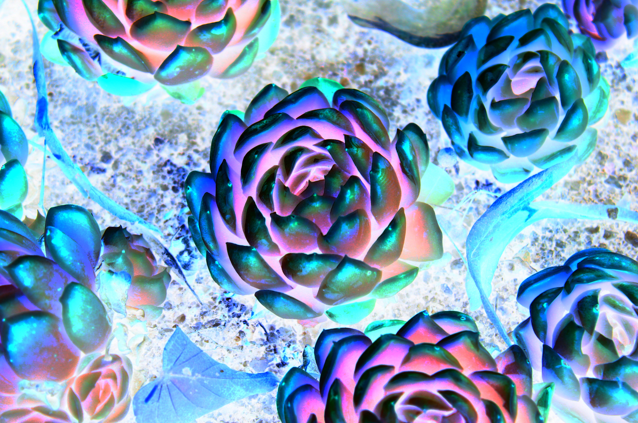 Succulent