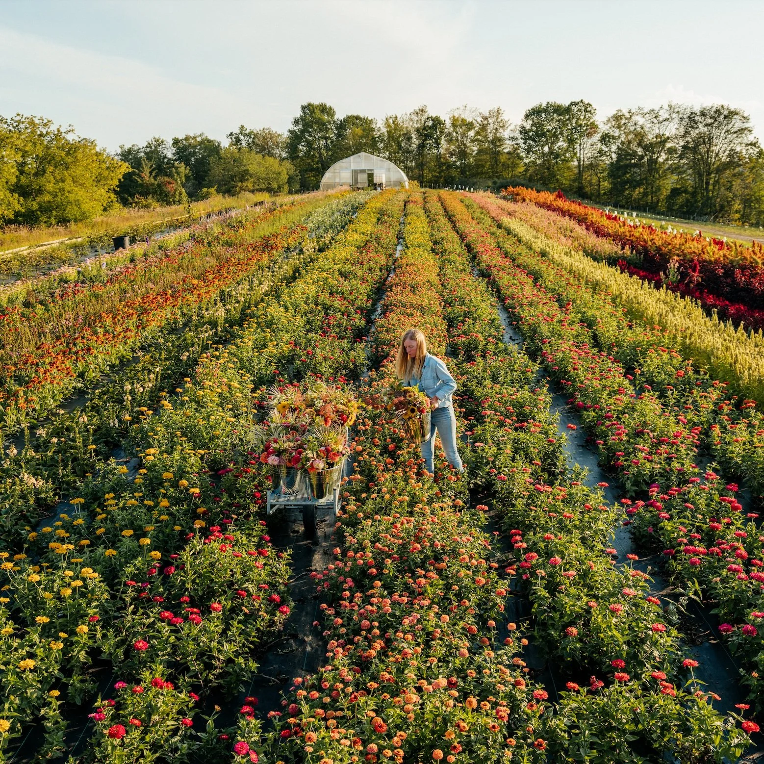 Toronto Flower Market
